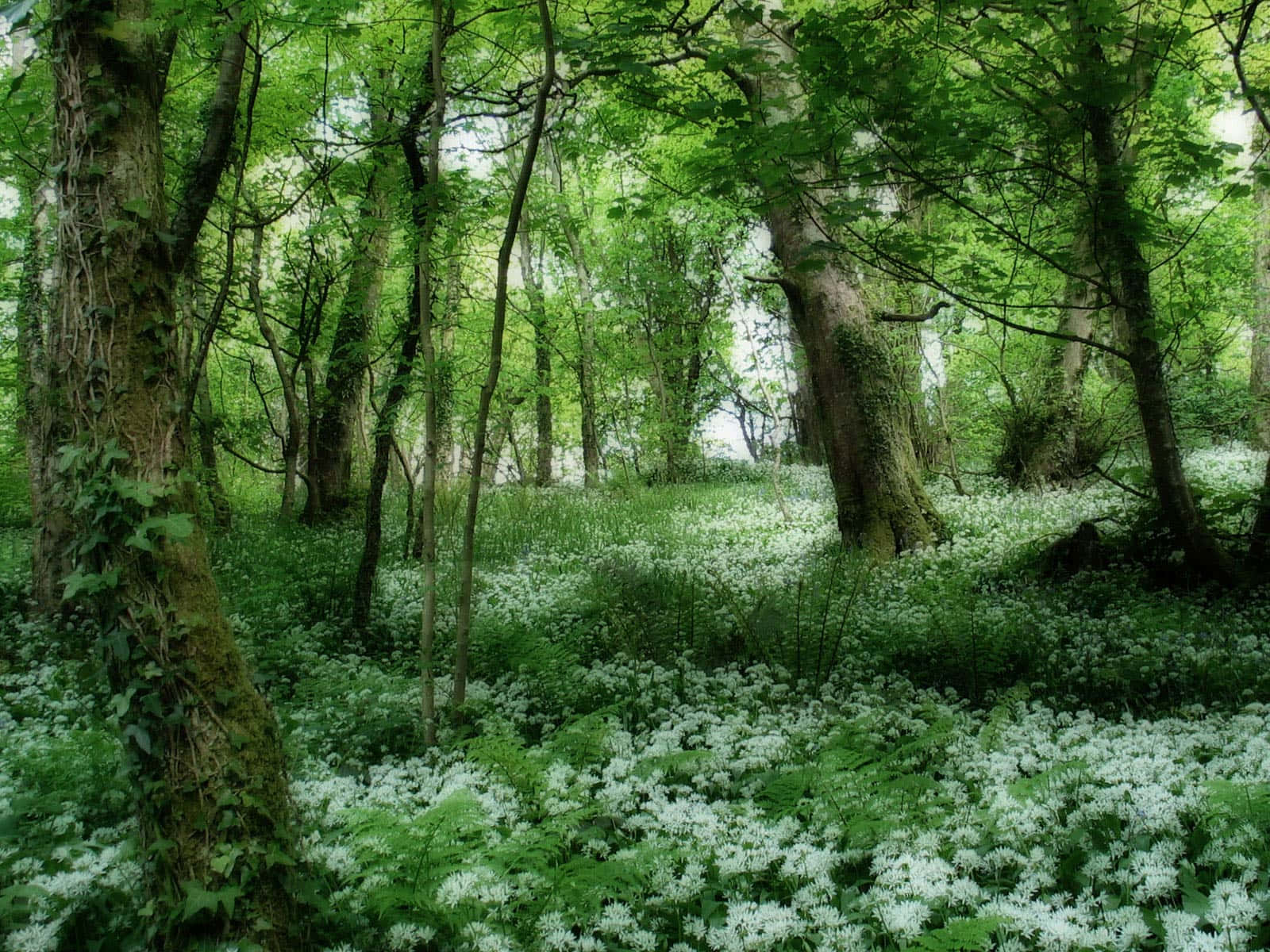 3D Forest Landscape, sun-dappled forest floor, white wildflowers, HD Desktop Wallpaper