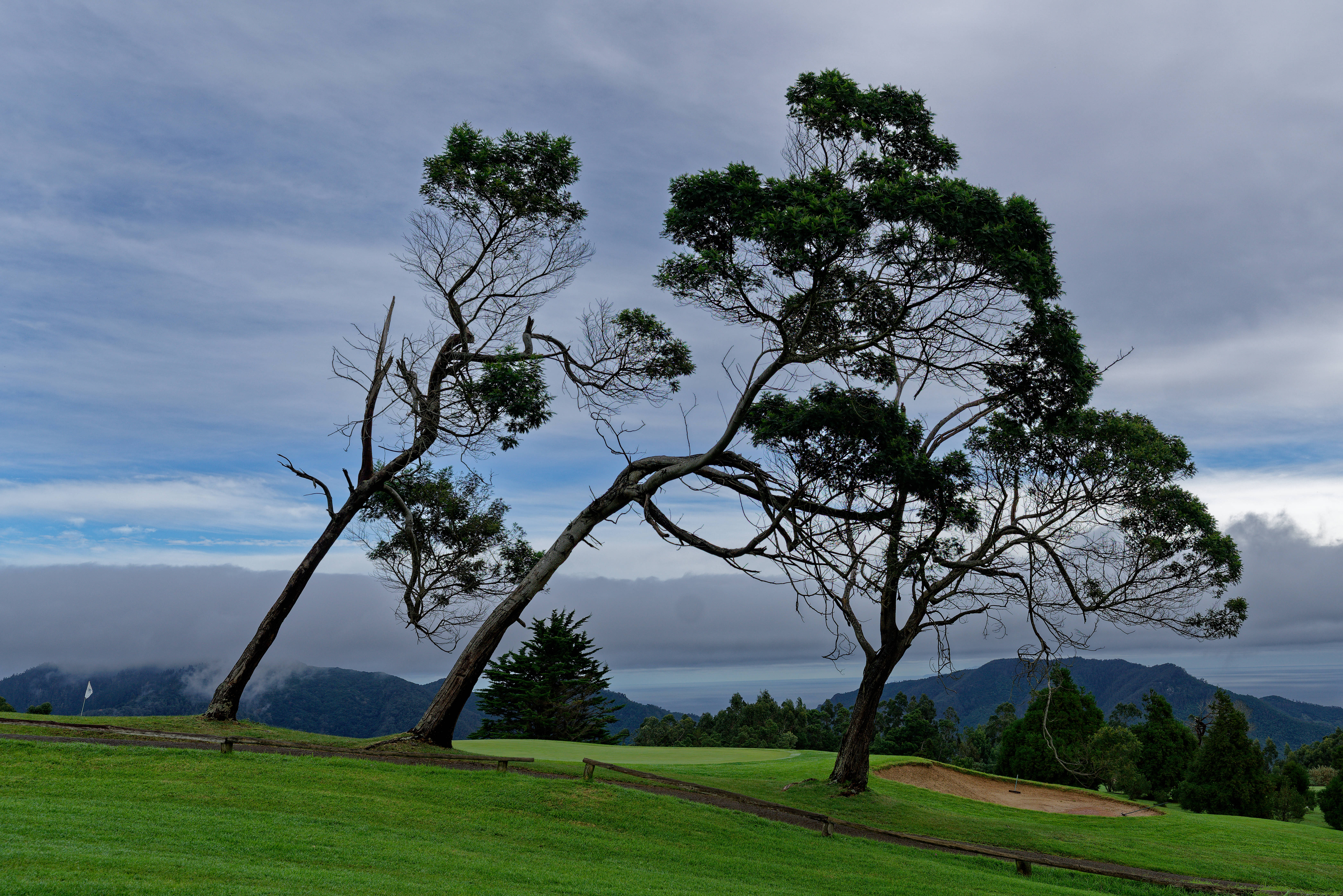 huge trees, golf course, lush green, 5K Desktop Wallpaper