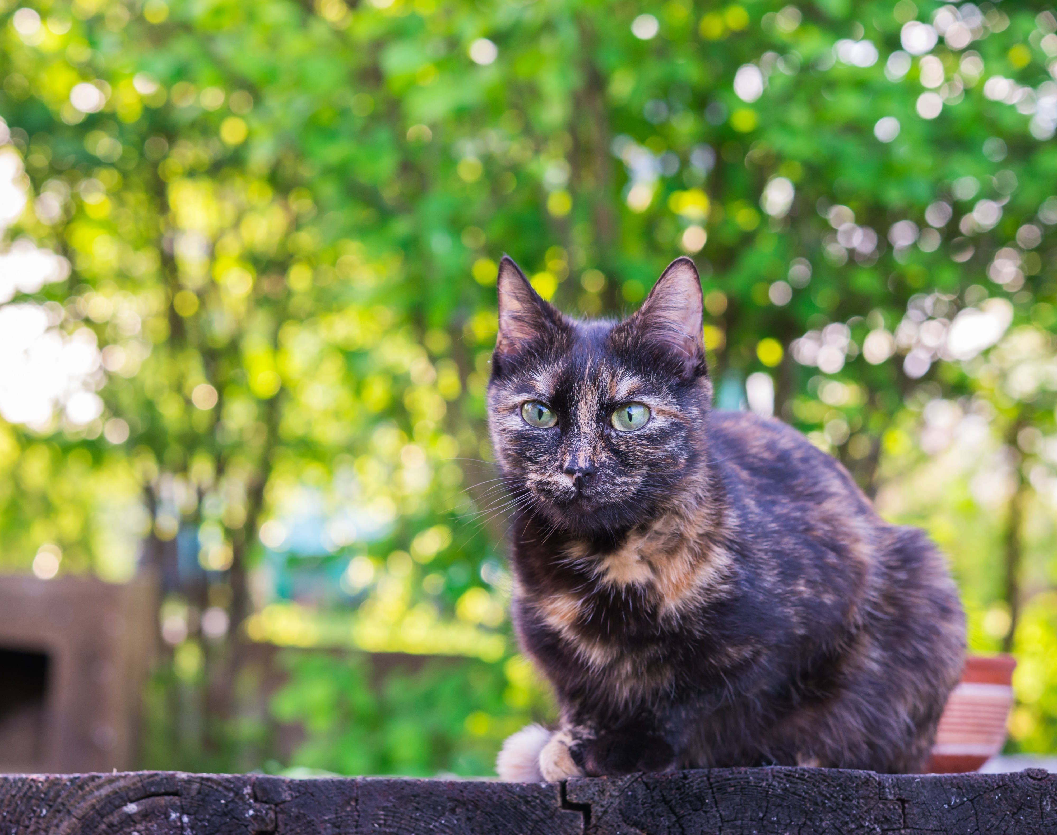 4K Green, tortoiseshell cat, green eyes, 4K Desktop Wallpaper