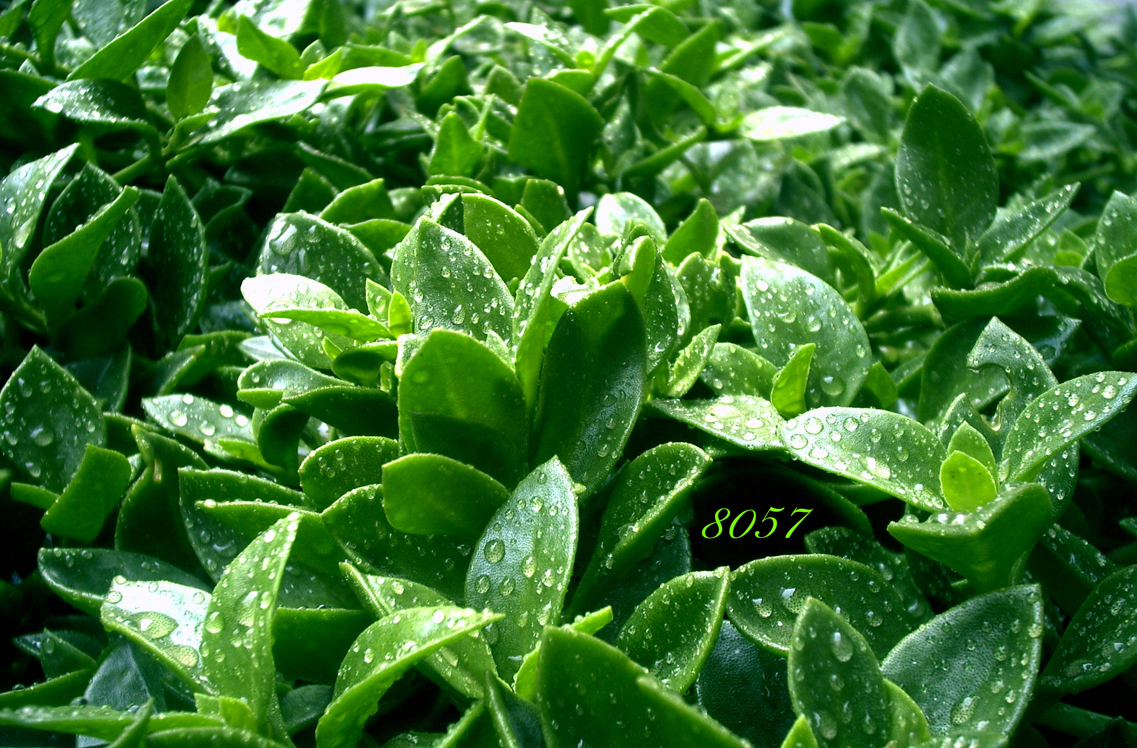 4K Green, succulent, water droplets, 4K Desktop Wallpaper