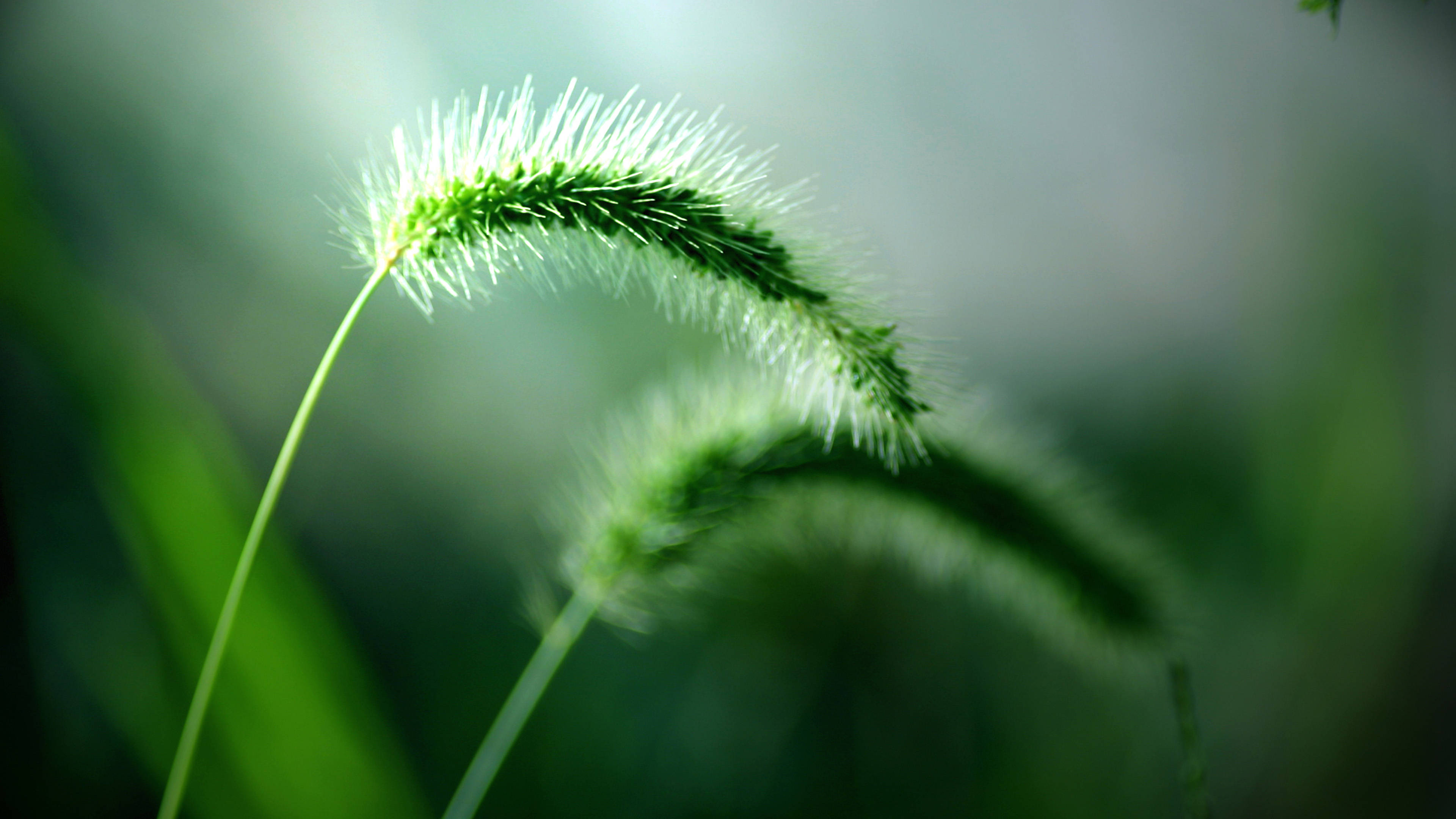 4K Green, foxtail, Setaria viridis, 4K Desktop Wallpaper