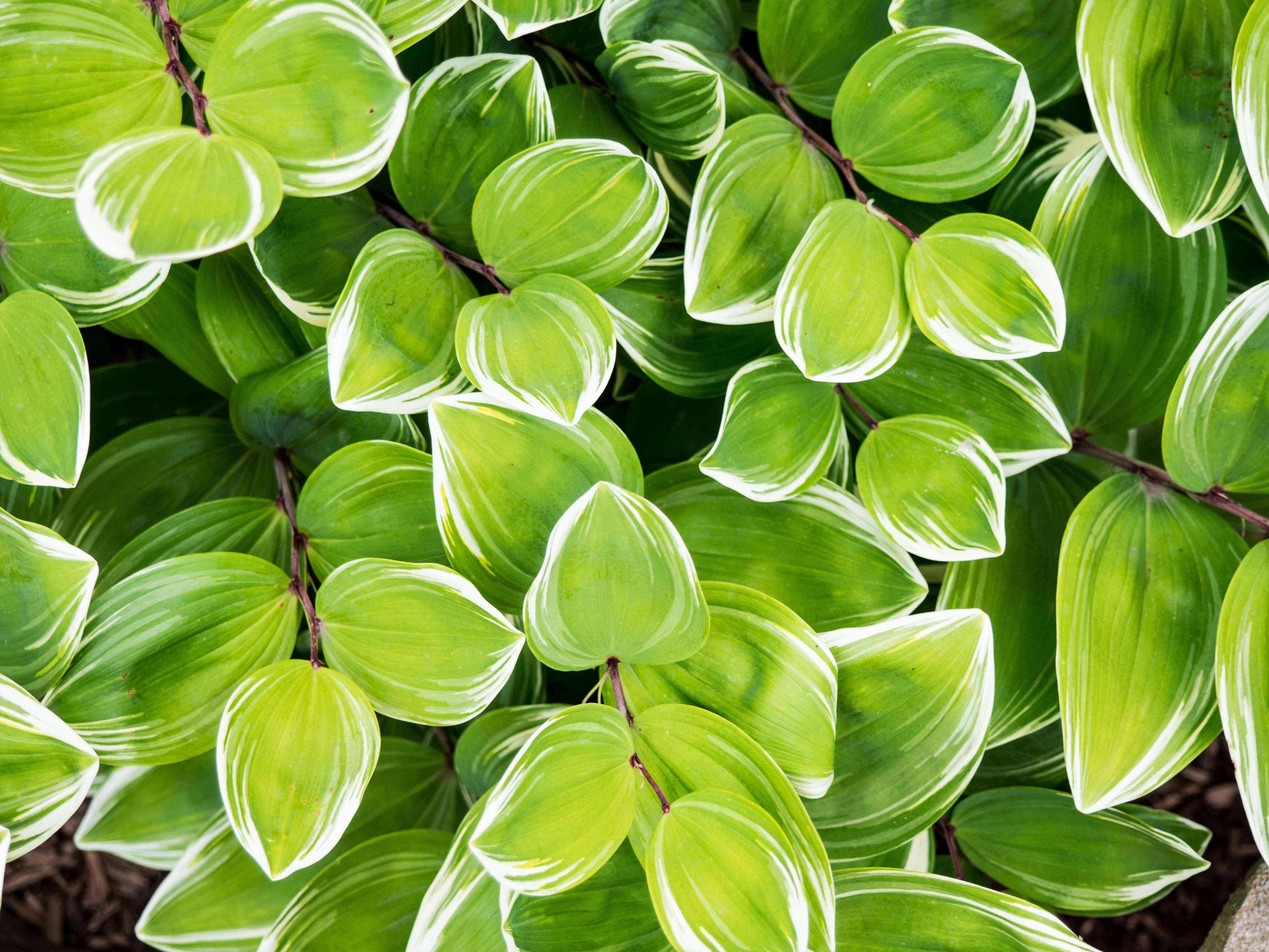 4K Green Solomons Seal, vibrant green, white variegated leaves, 4K Desktop Wallpaper