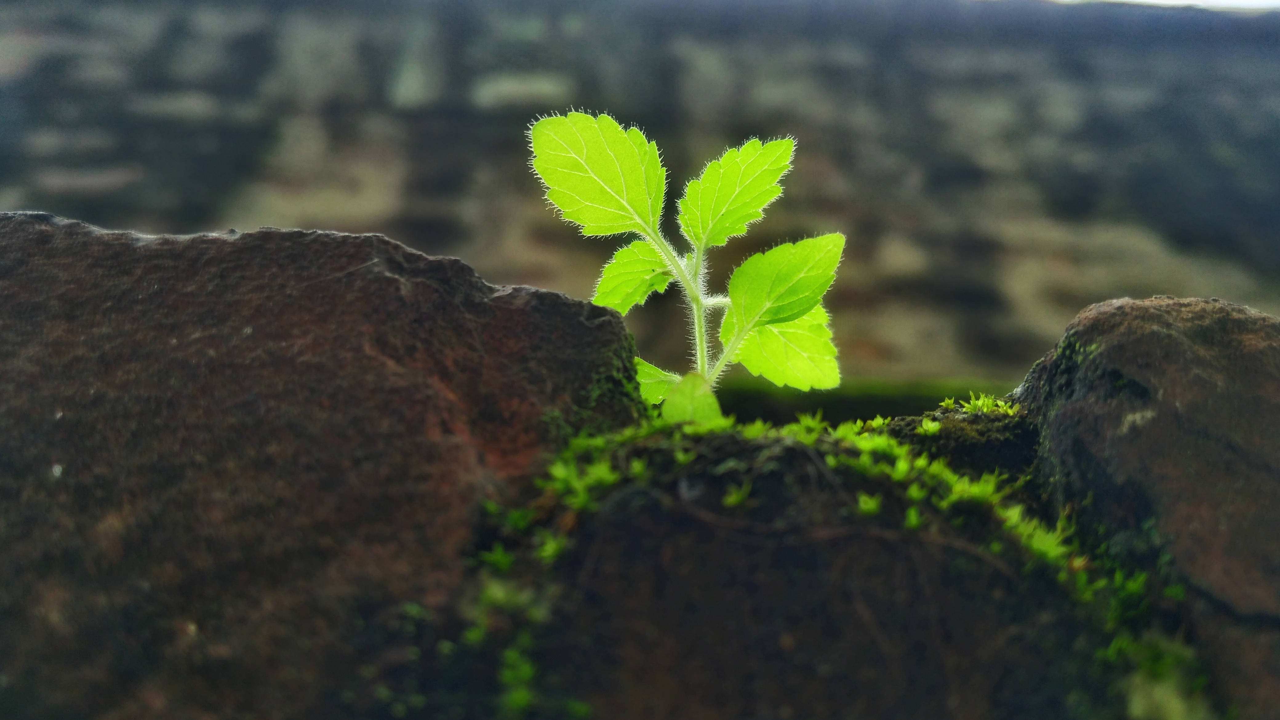 4K Green, Hairy Nightshade, vibrant green, 4K Desktop Wallpaper
