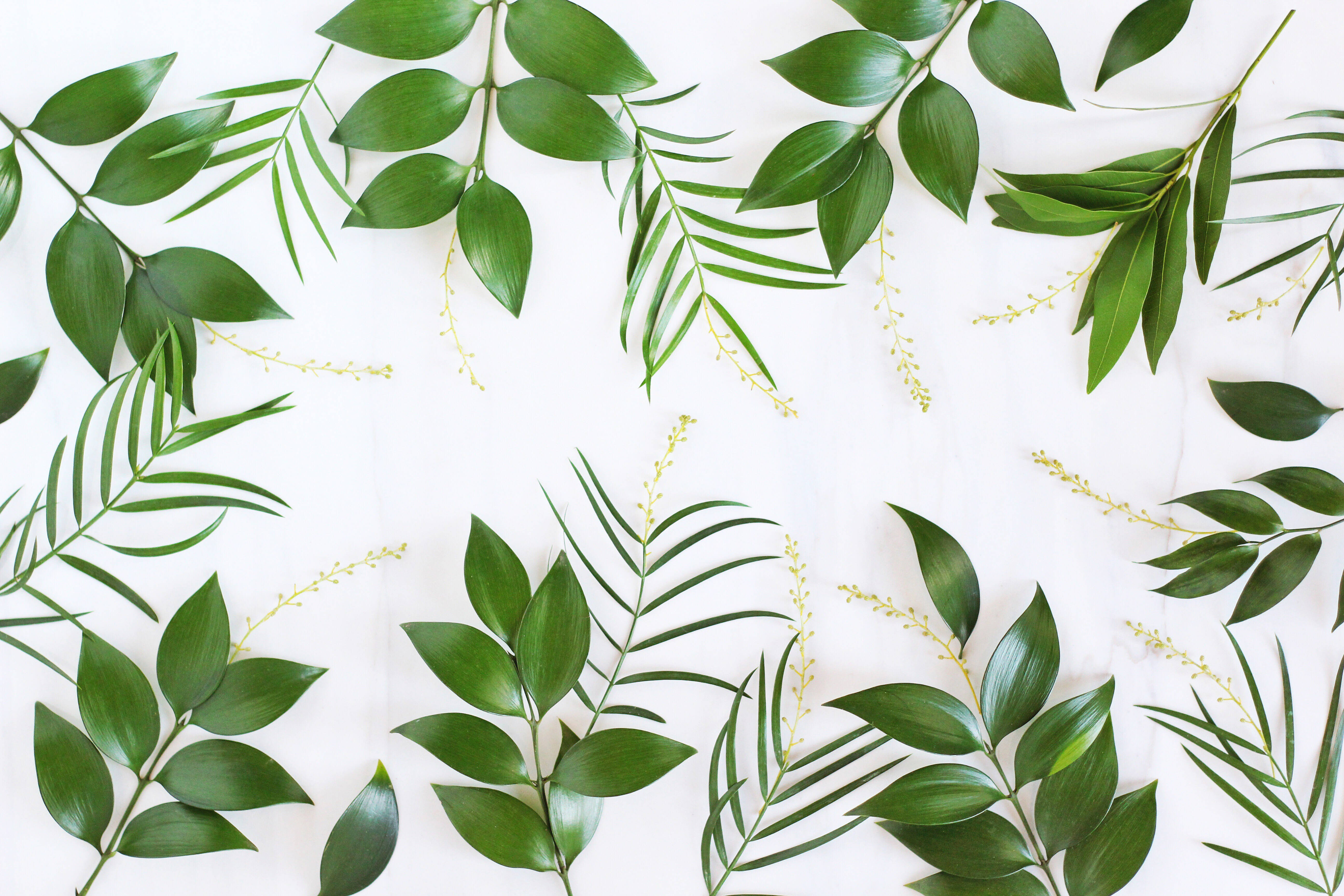 4K Green, tropical leaves, yellow flowers, 5K Desktop Wallpaper