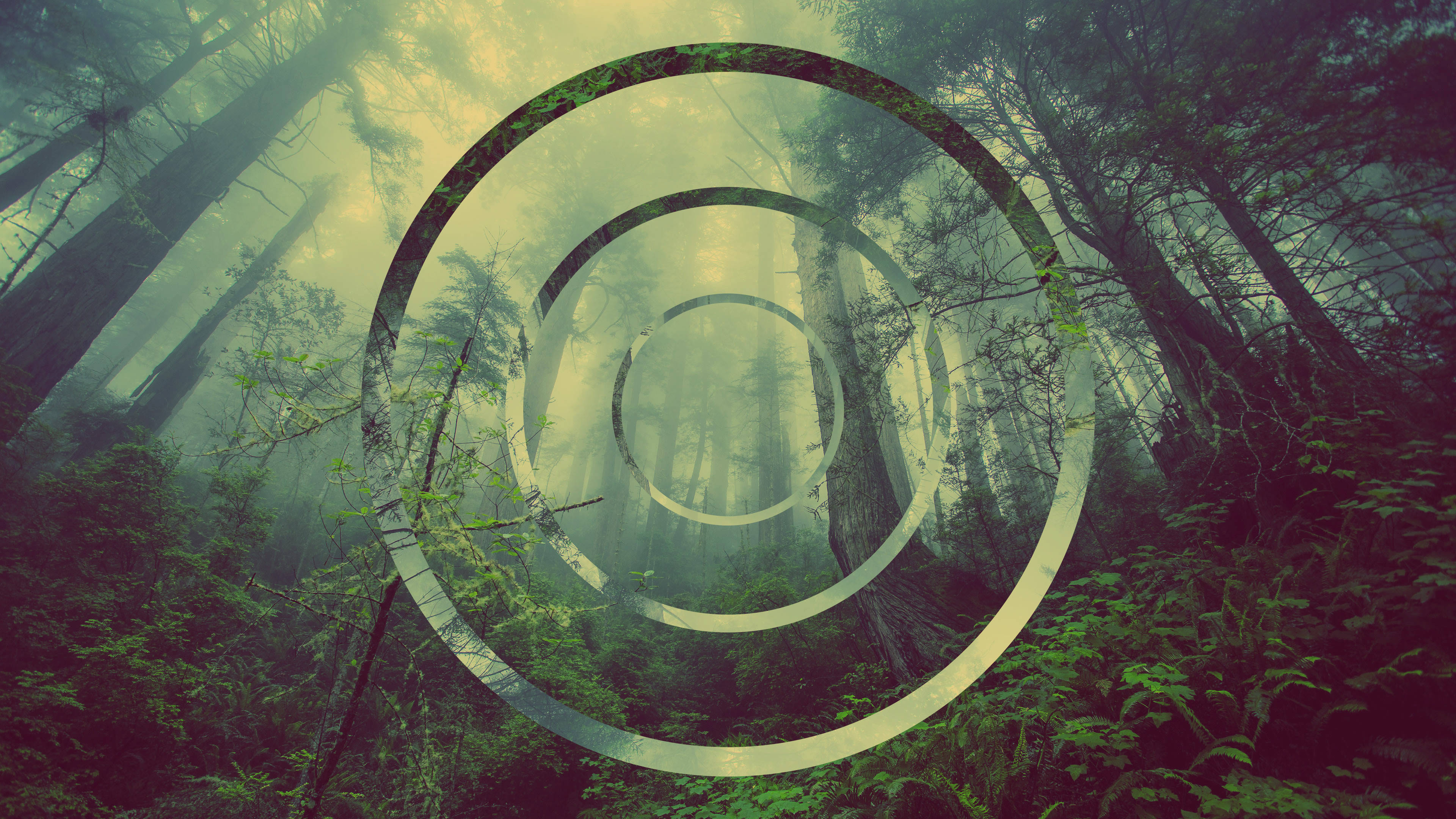 4K Green, forest, towering trees, 4K Desktop Wallpaper