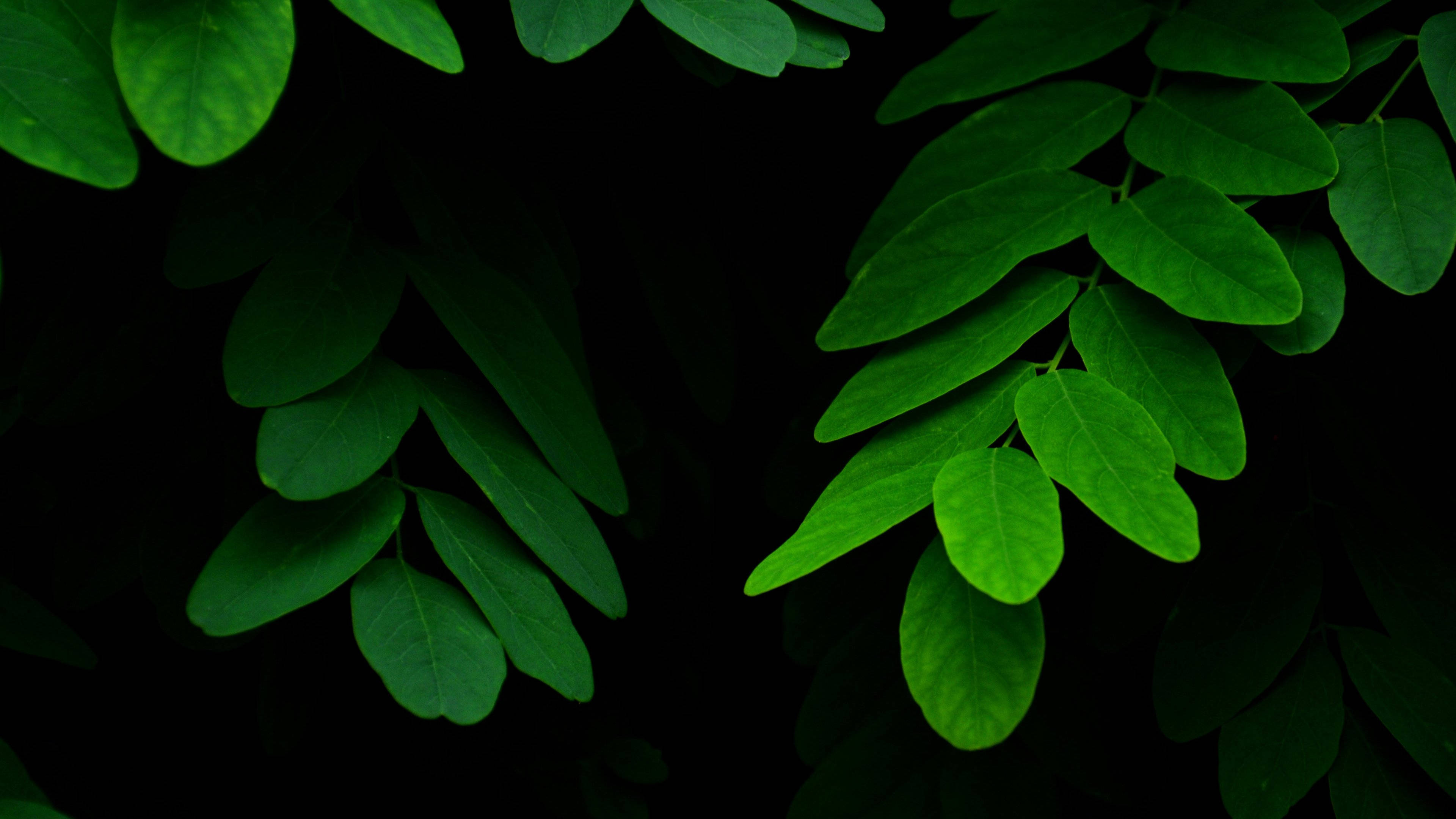4K Green, acacia tree leaves, vibrant green, 4K Desktop Wallpaper