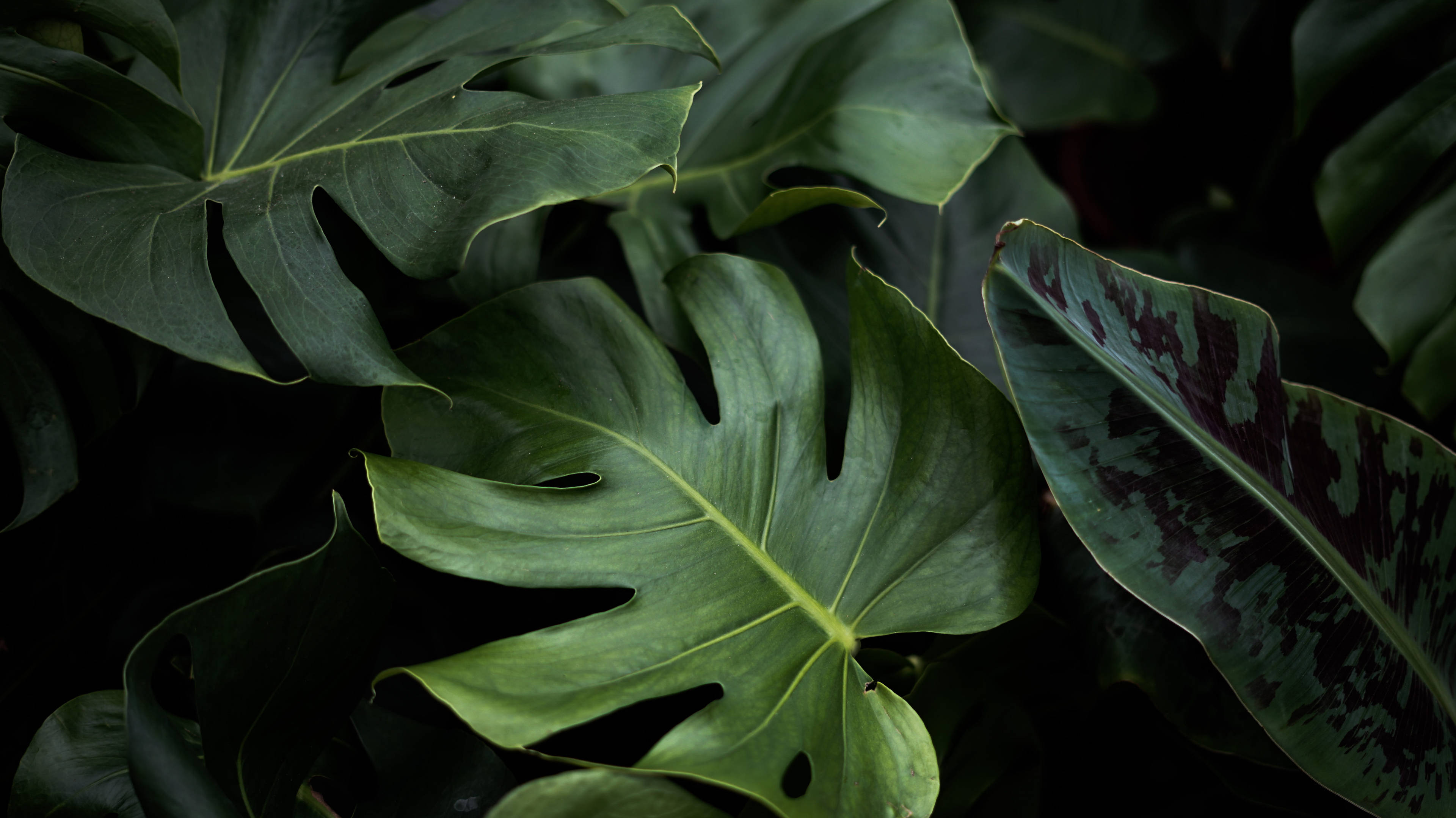 monstera, glossy monstera leaves, deep green hues, 4K Desktop Wallpaper