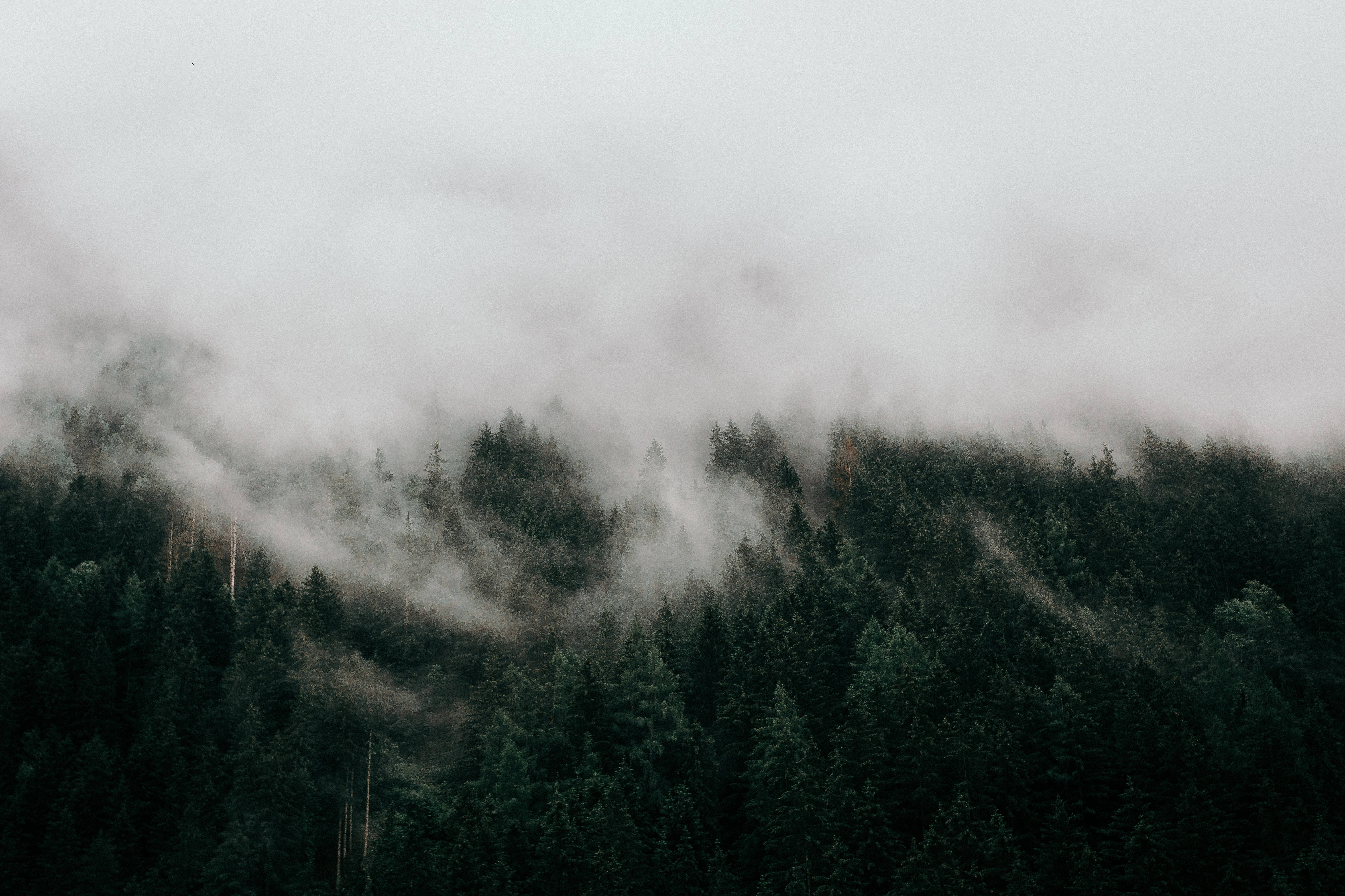 foggy, 4K HD Laptop, misty clouds, 5K Desktop Wallpaper