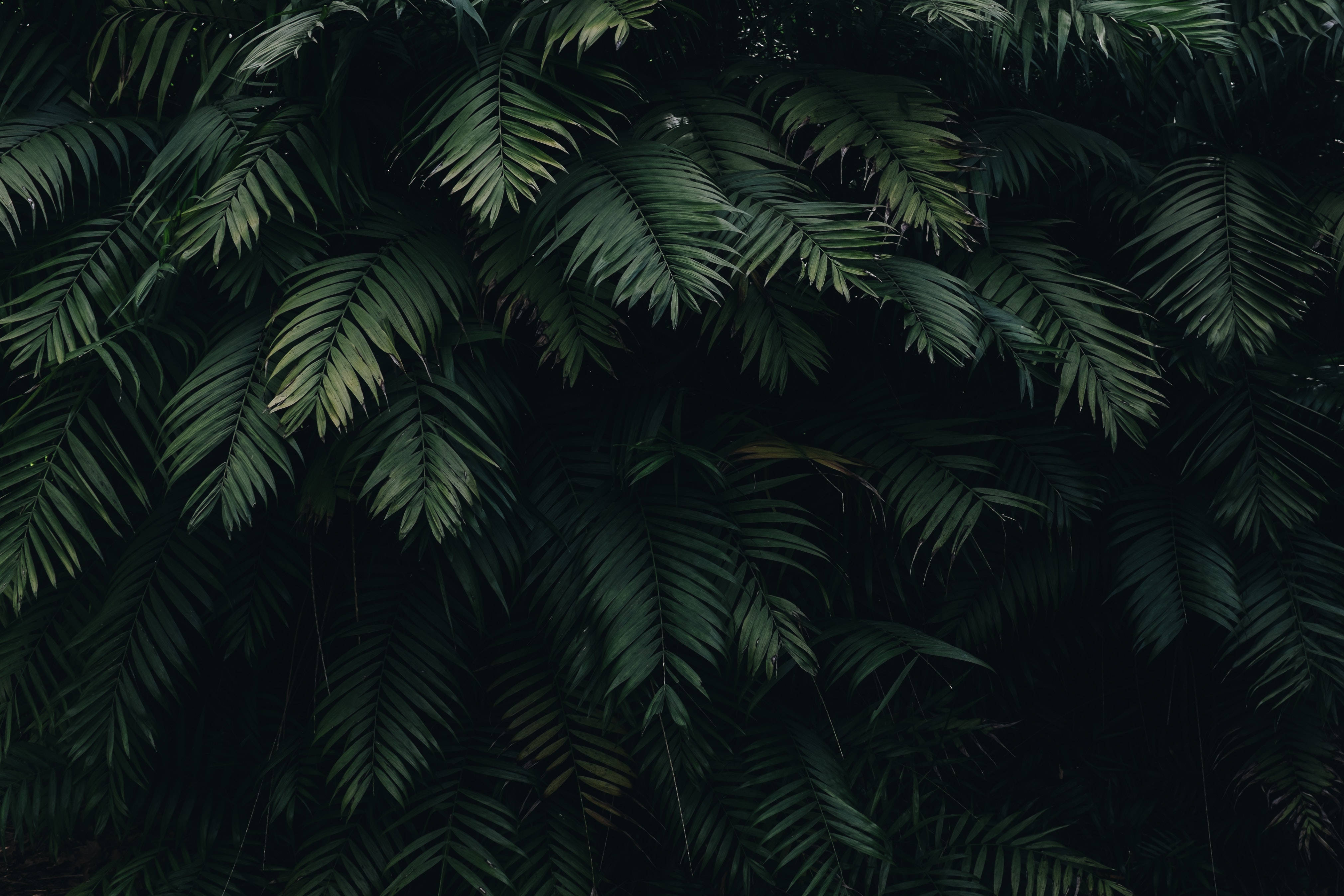 green leaves, 4K HD Laptop, dark green palm fronds, 4K Desktop Wallpaper