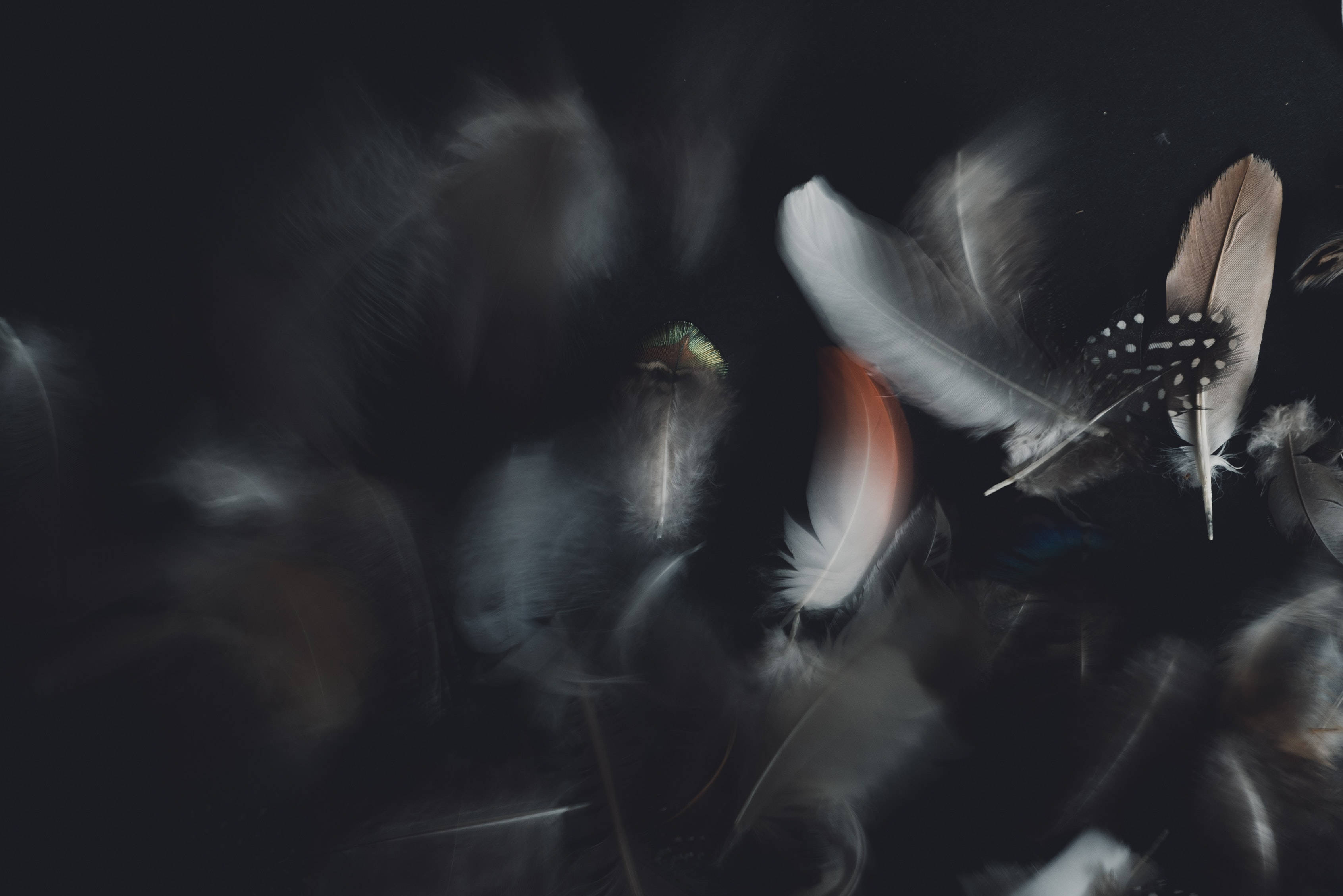 Feathers 4K HD Laptop, soft feathers, deep black background, 2K Desktop Wallpaper