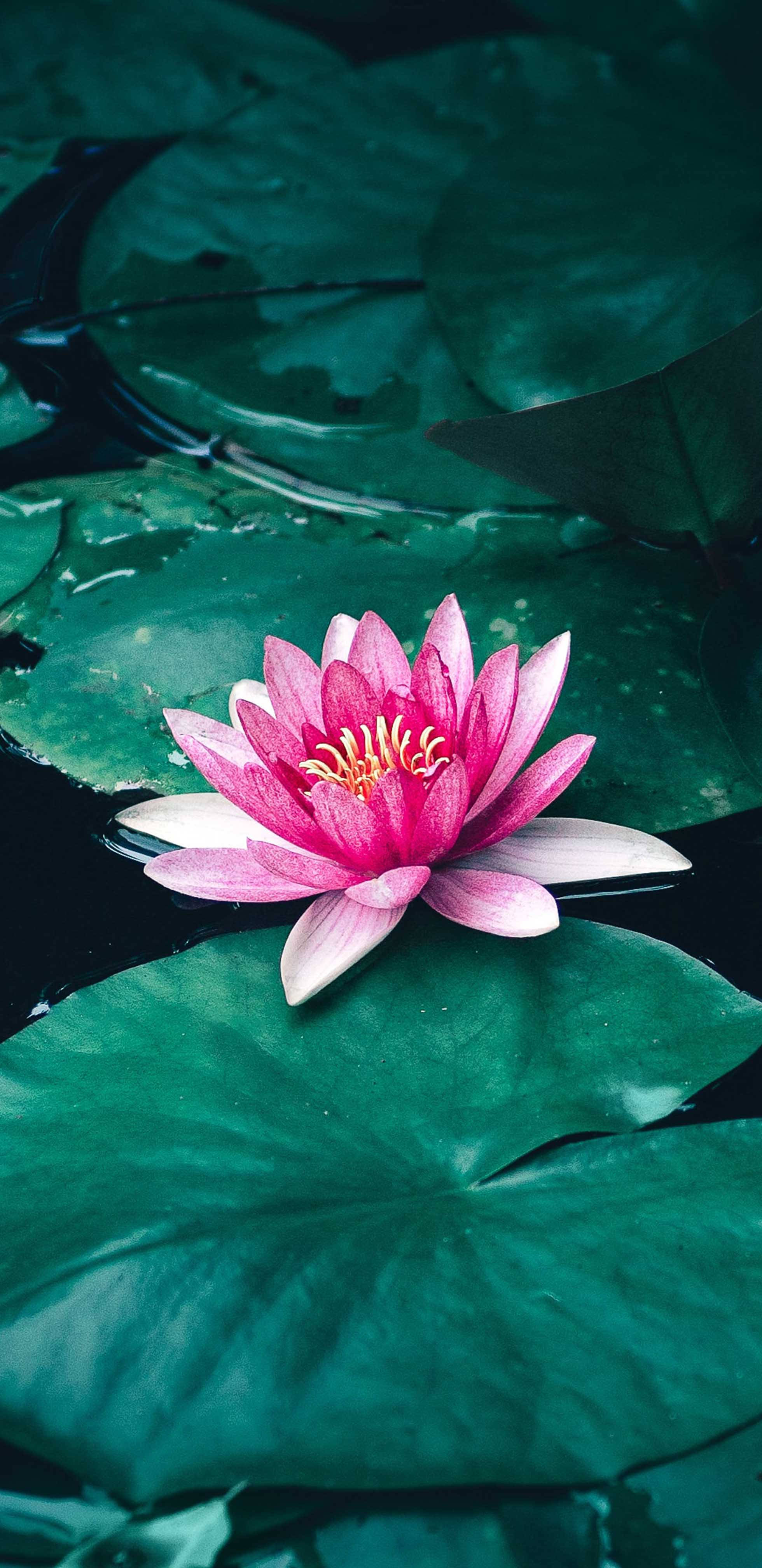 pygmy water lily, pink water lily, green lily pad, 4K Phone Wallpaper