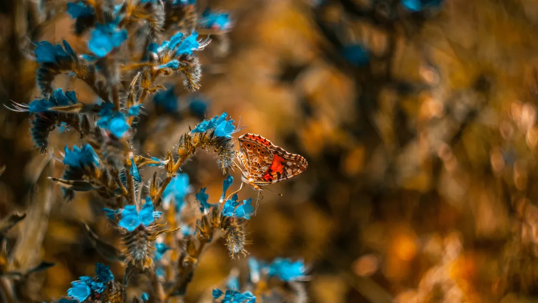 4K Insect