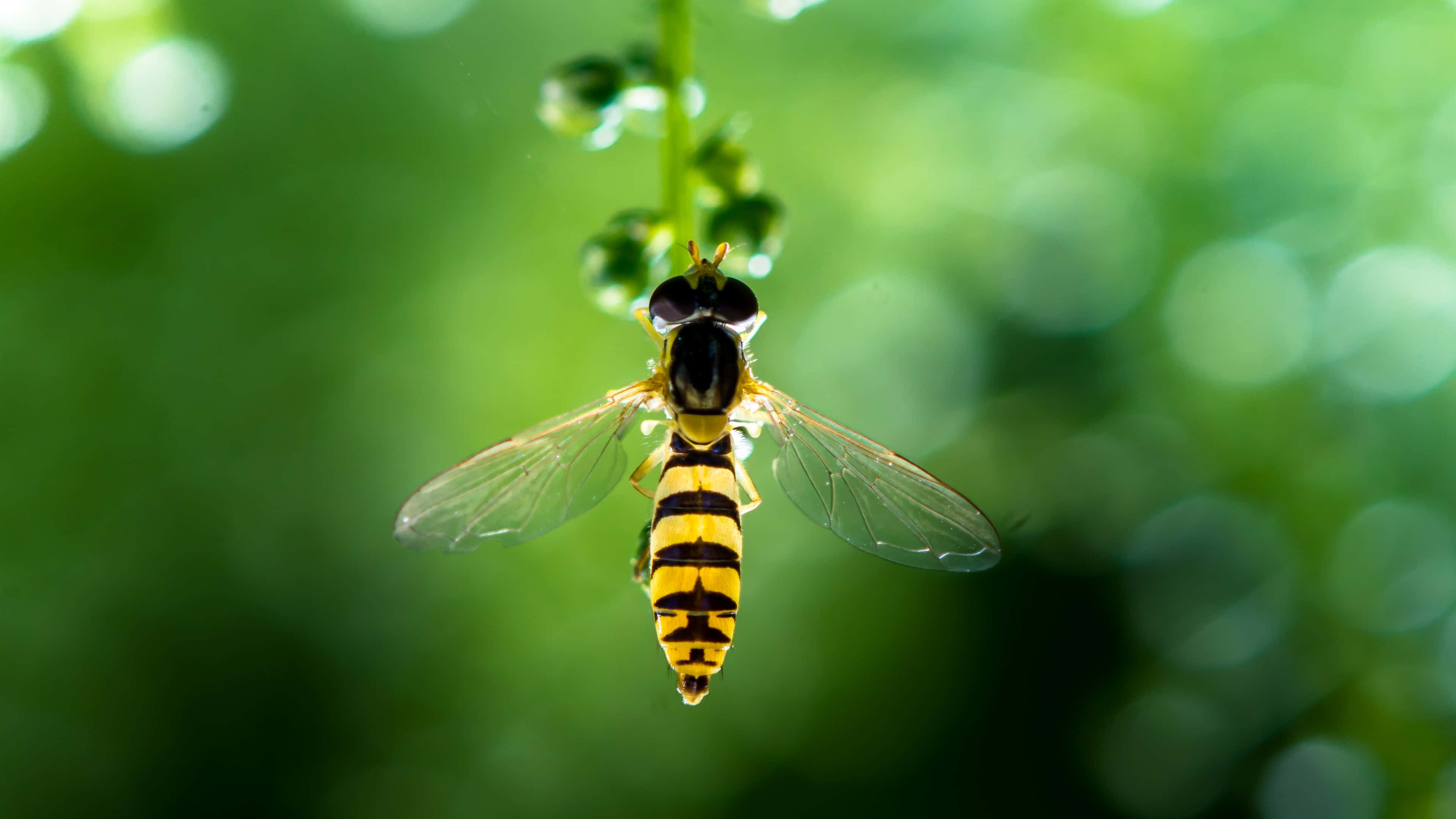 hoverfly, yellow and black, dew-covered stem, 4K Desktop Wallpaper