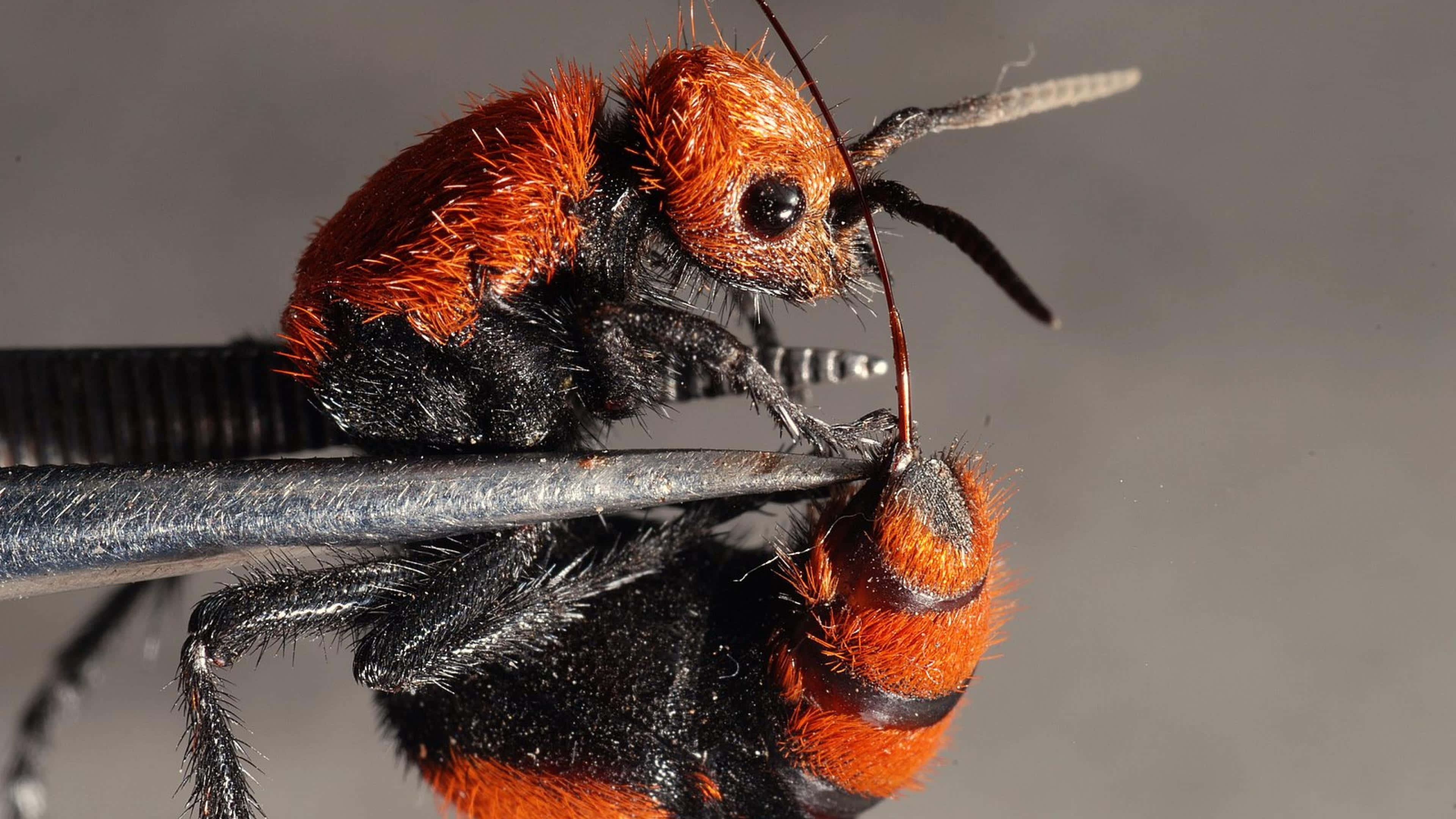 fuzzy red and black velvet ant, metal tweezers, gray background, 4K Desktop Wallpaper