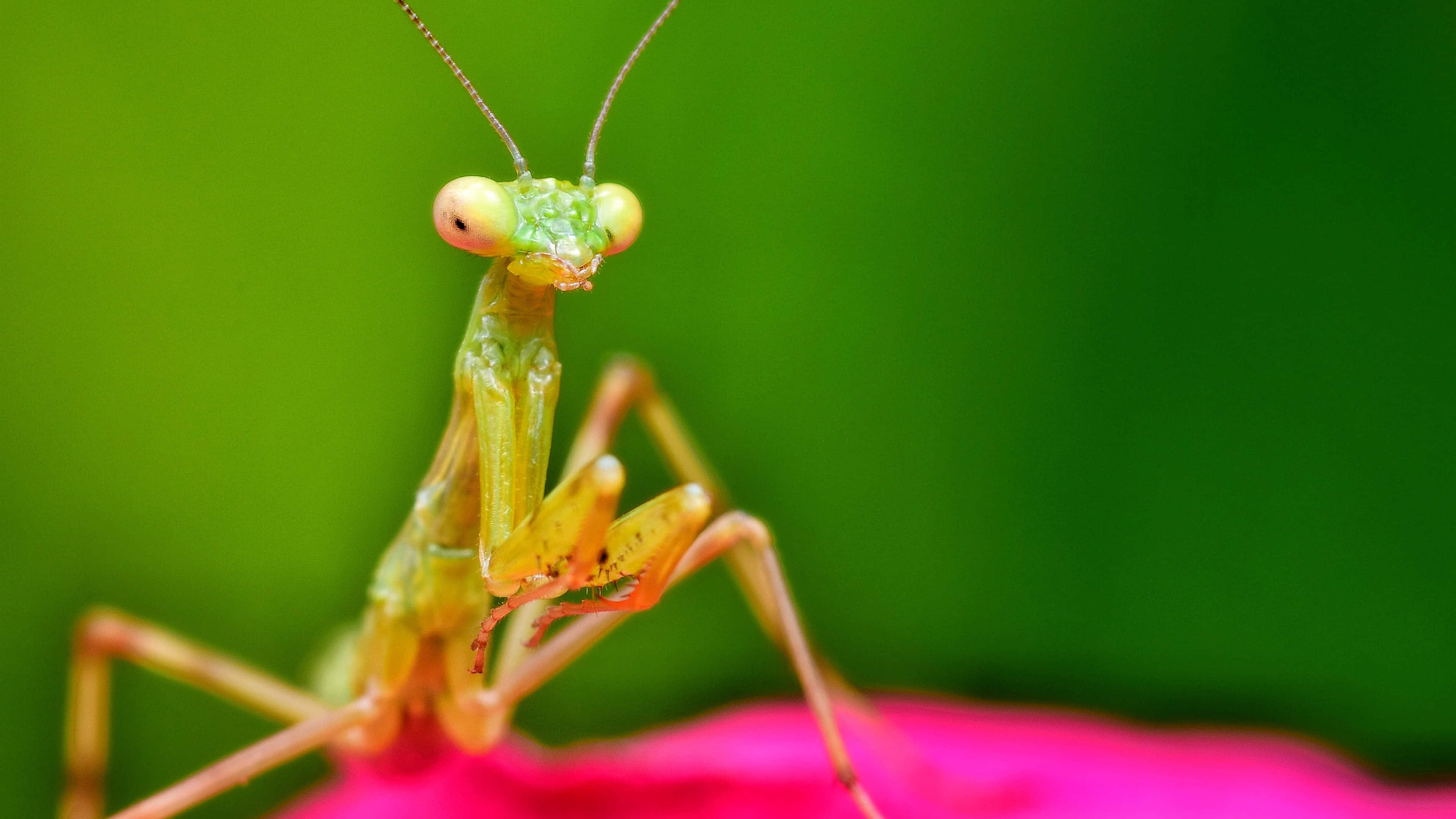 vibrant green praying mantis, pink petal, lush green background, 4K Desktop Wallpaper