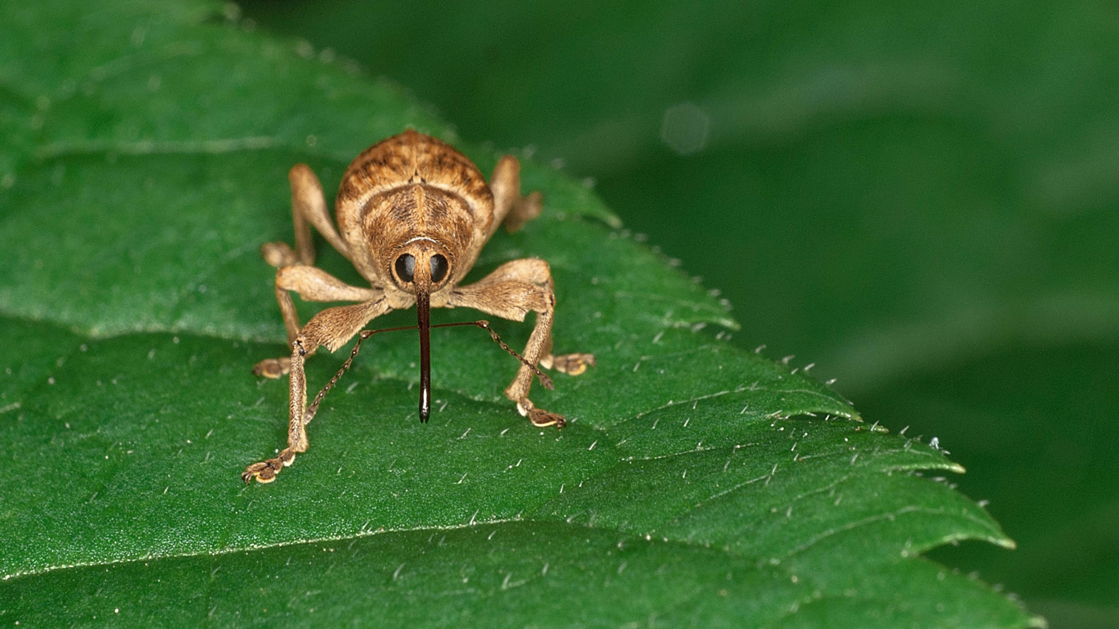 brown weevil, long snout, vibrant green leaf, 4K Desktop Wallpaper
