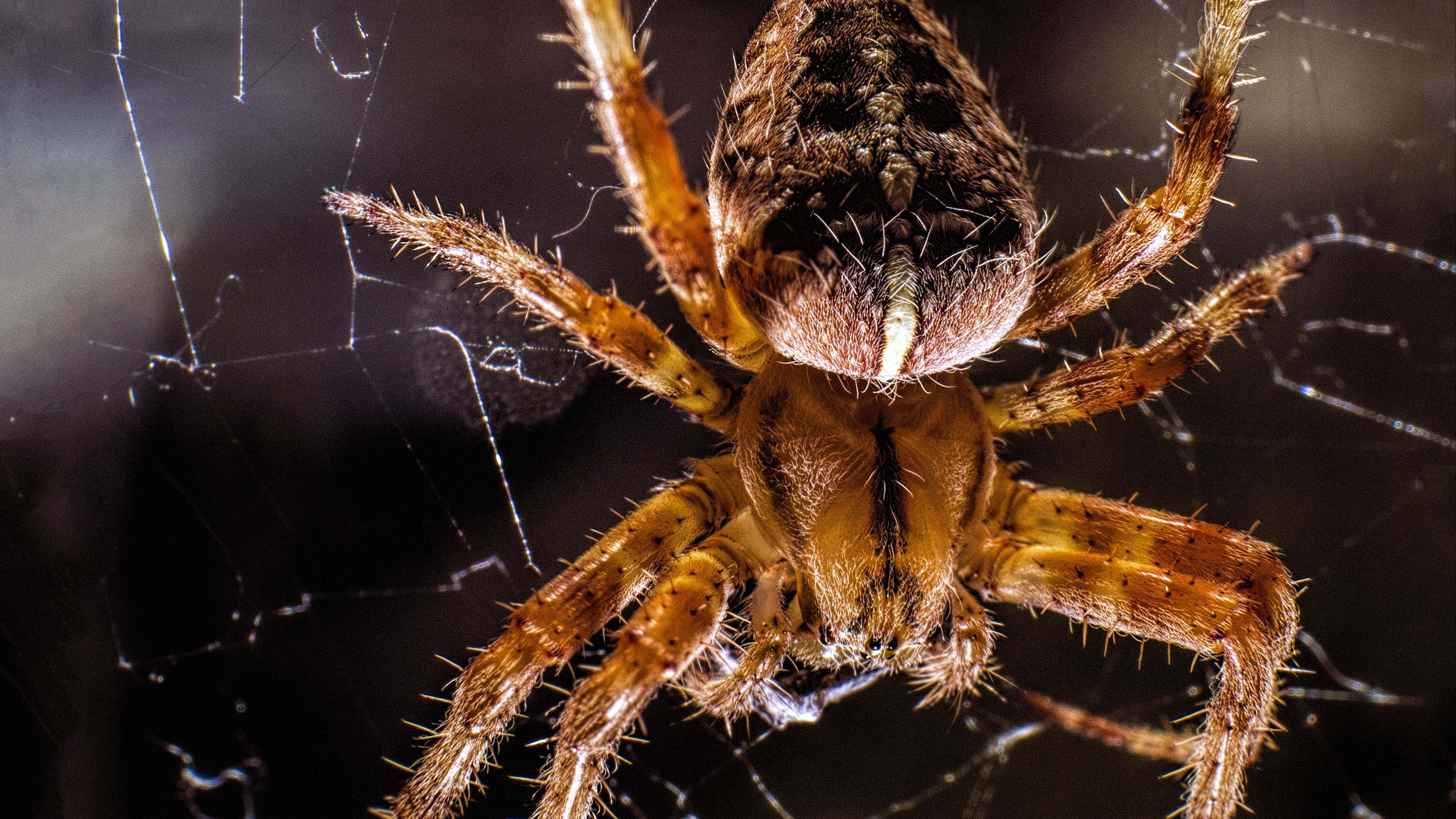 4K Insect, hairy brown spider, intricate web, 4K Desktop Wallpaper