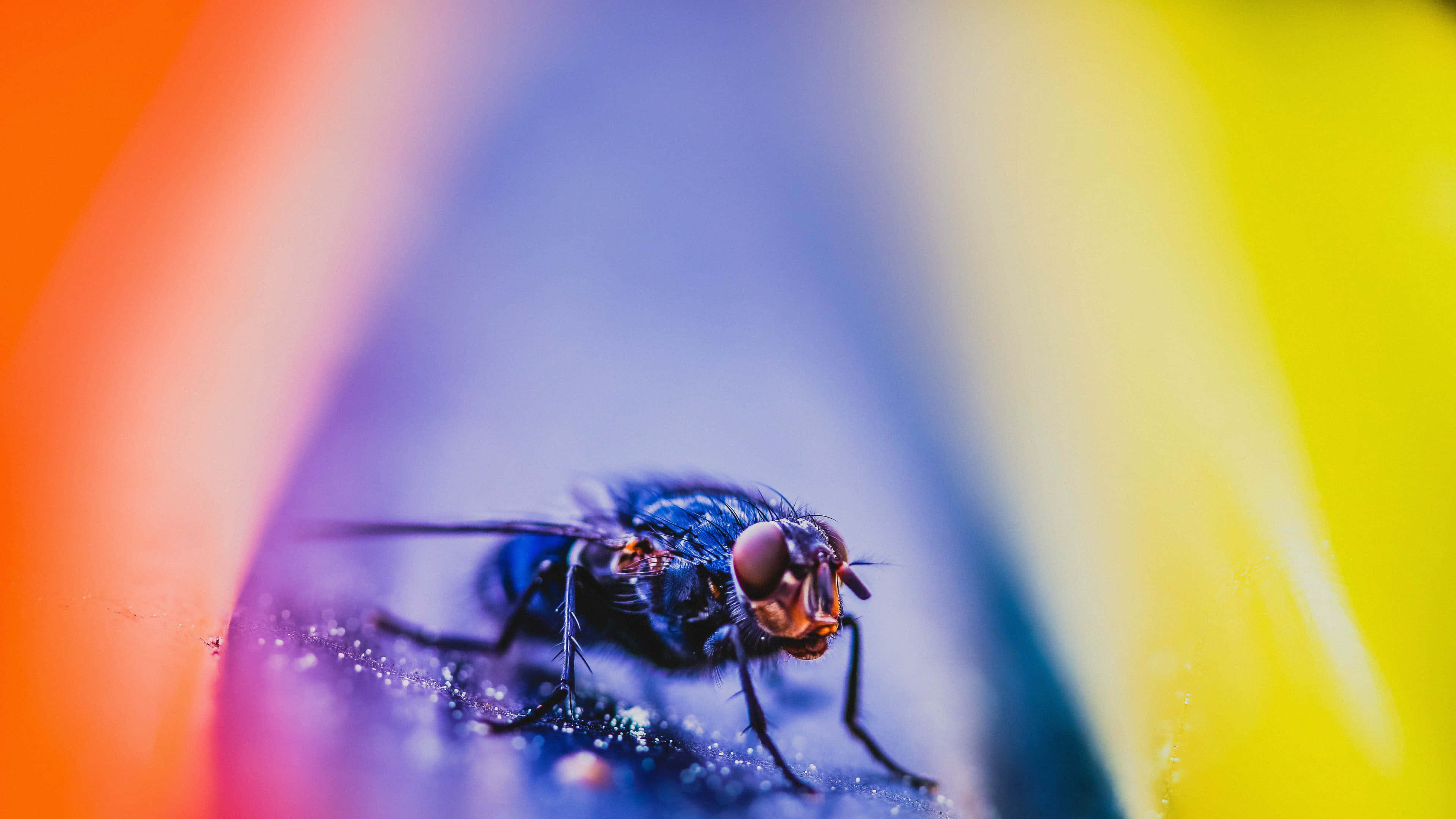 blue fly, textured surface, vibrant gradient background, 4K Desktop Wallpaper
