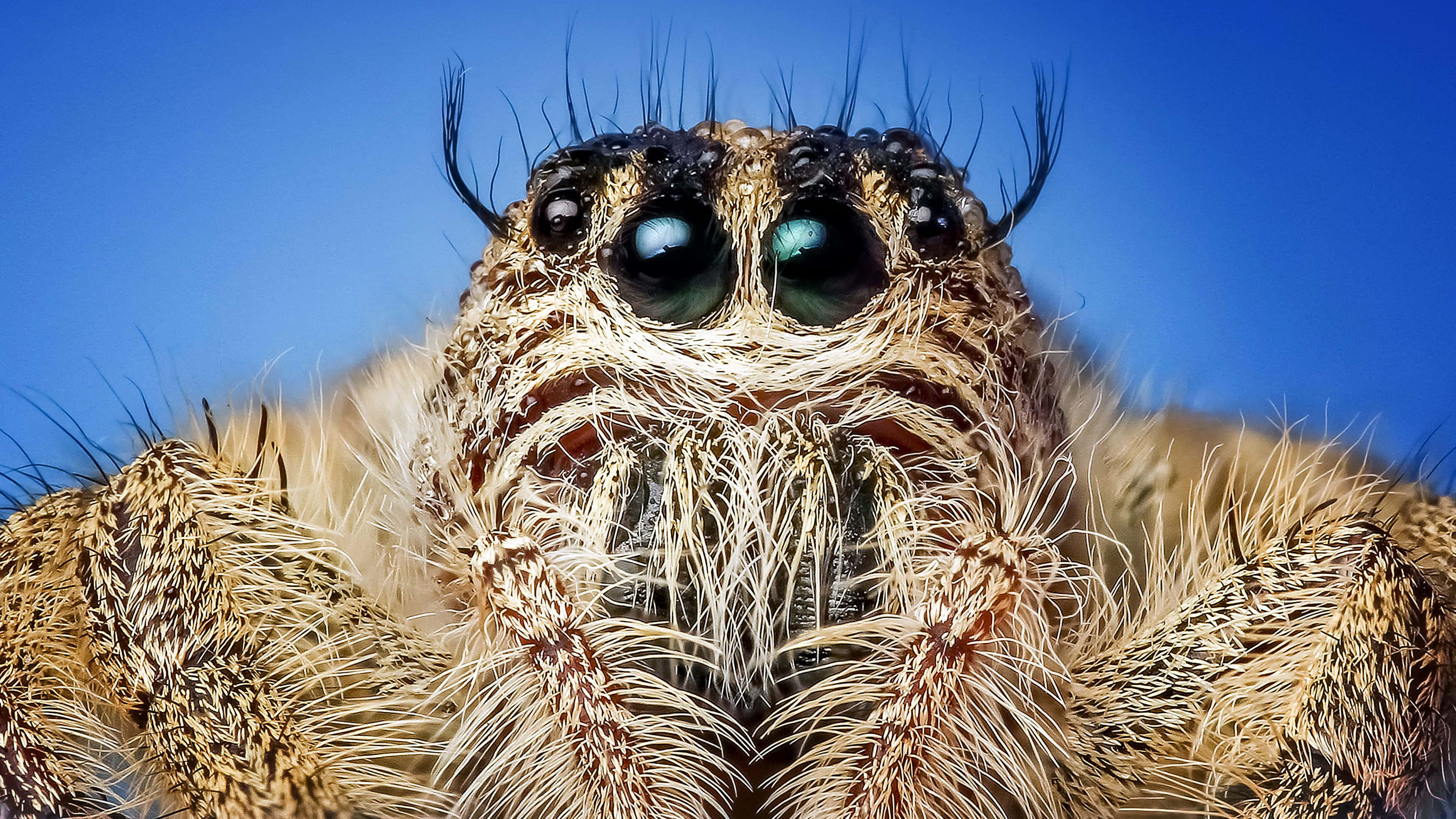 4K Insect, hairy spider, large reflective eyes, 4K Desktop Wallpaper