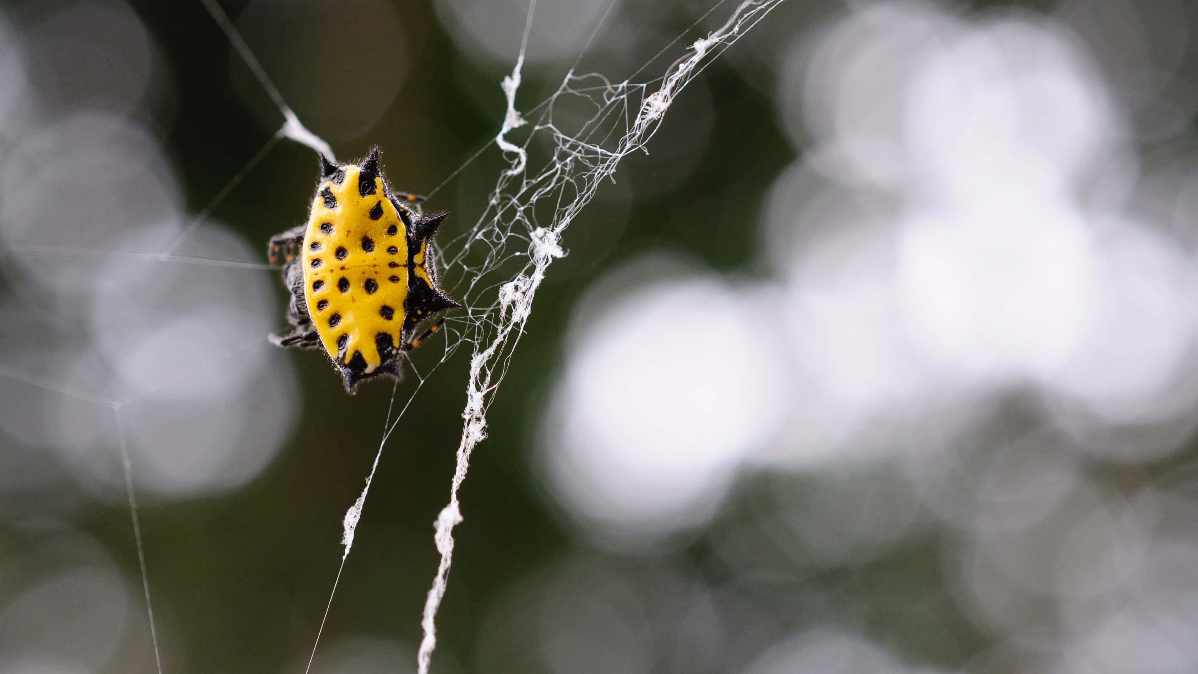 vibrant yellow and black spiky spider, intricate web, soft blurred green and white background, 4K Desktop Wallpaper