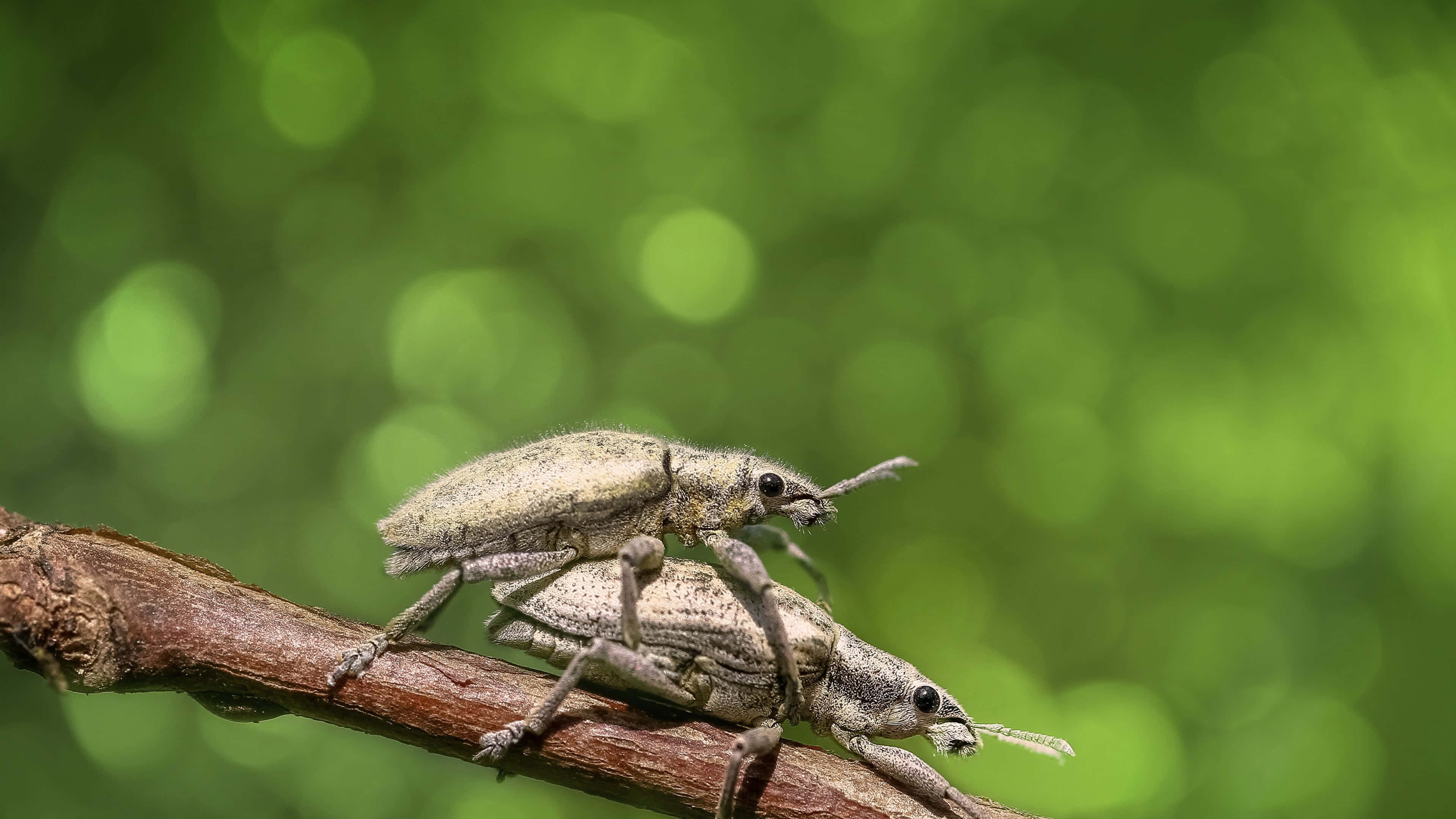 4K, vibrant insect, weevils, 4K Desktop Wallpaper