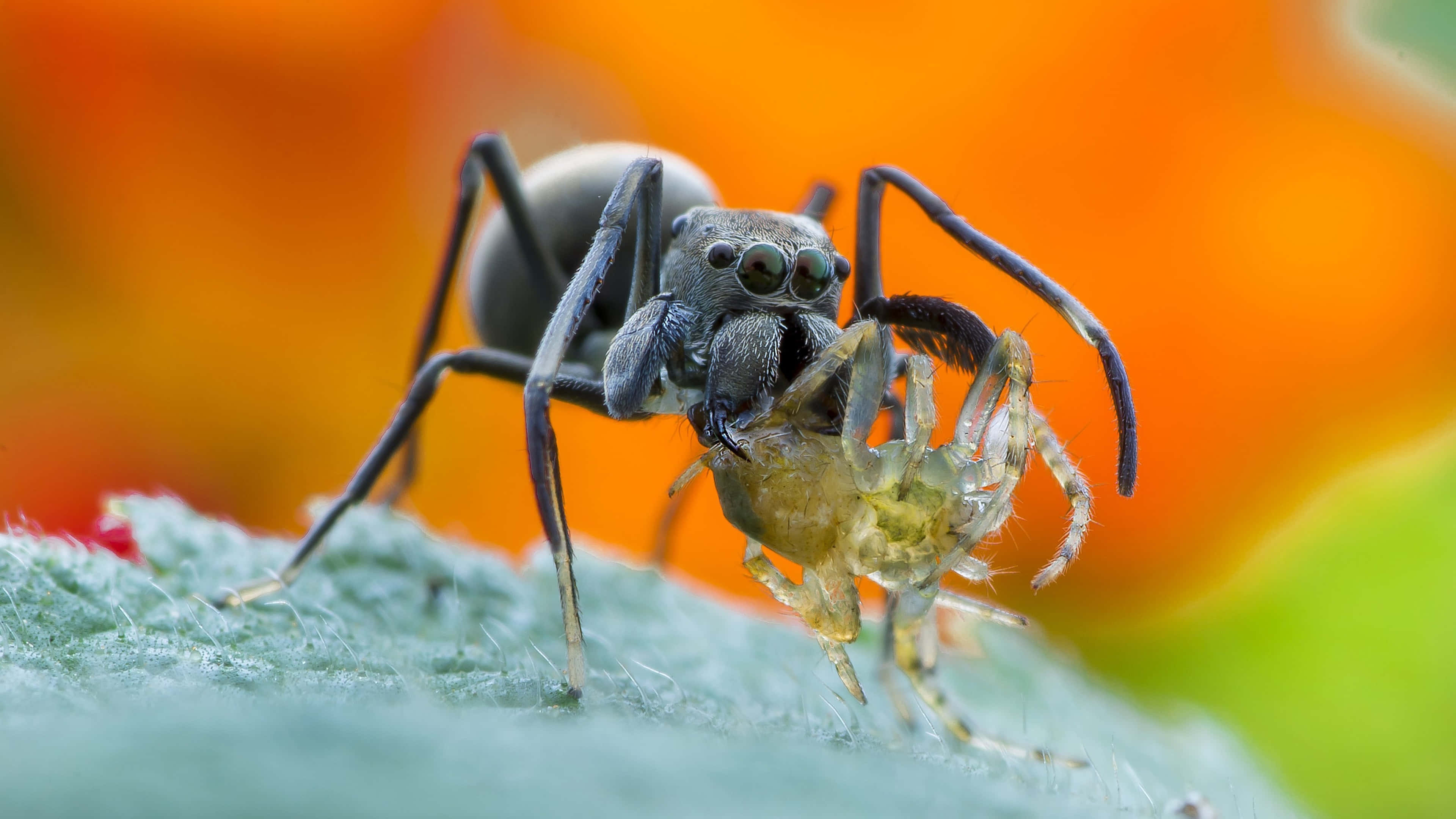 gray jumping spider, smaller spider, fuzzy green leaf, 4K Desktop Wallpaper