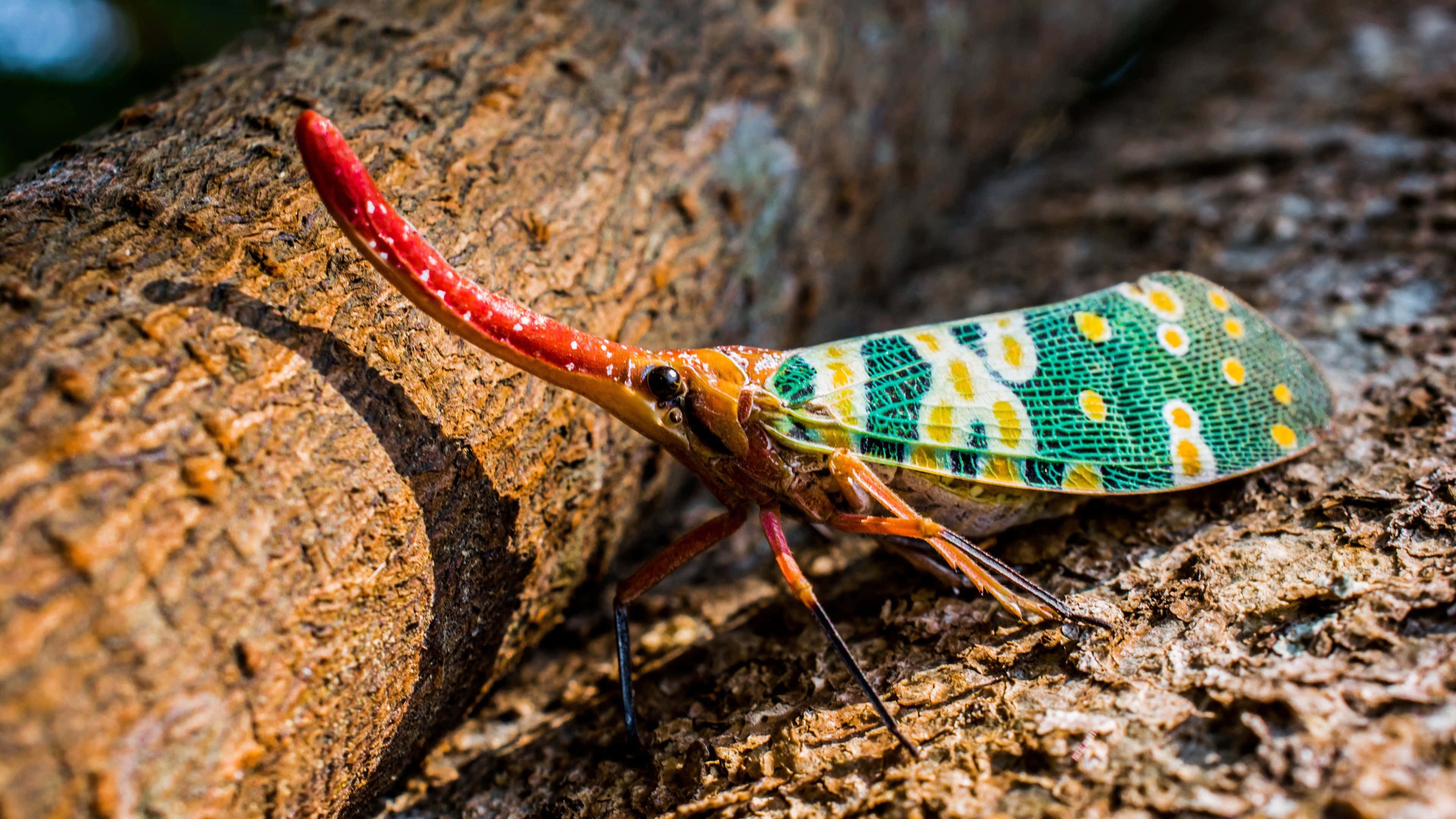lanternfly, red horn, green spotted wings, 4K Desktop Wallpaper
