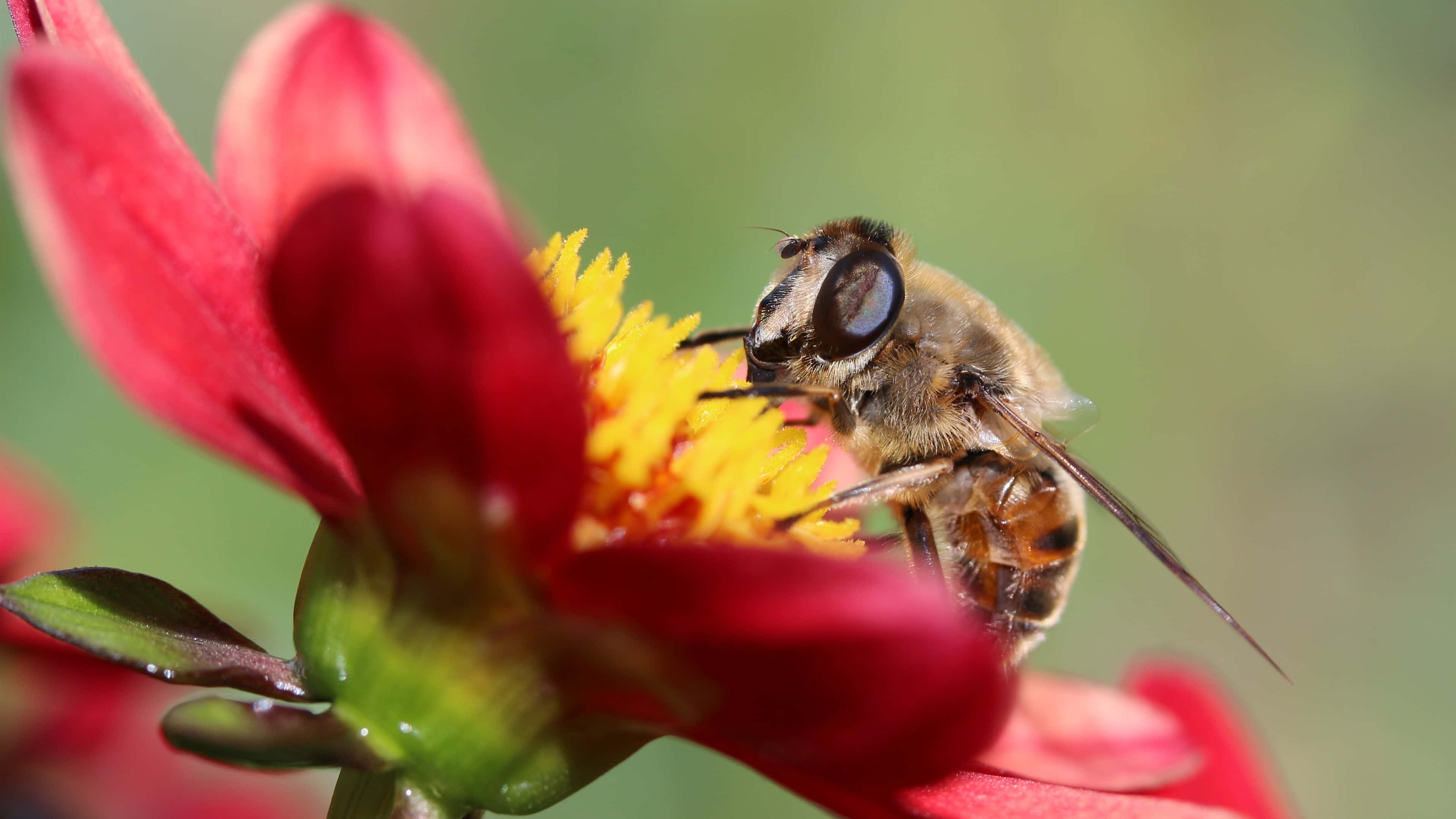 bee, vibrant red flower, yellow center, 4K Desktop Wallpaper