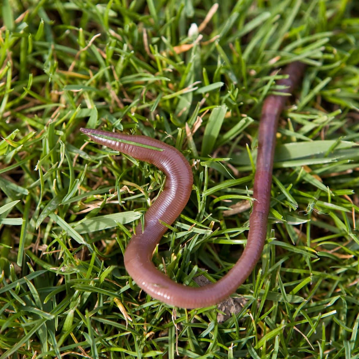 earthworm, grass, bright sunlight, SD Desktop Wallpaper