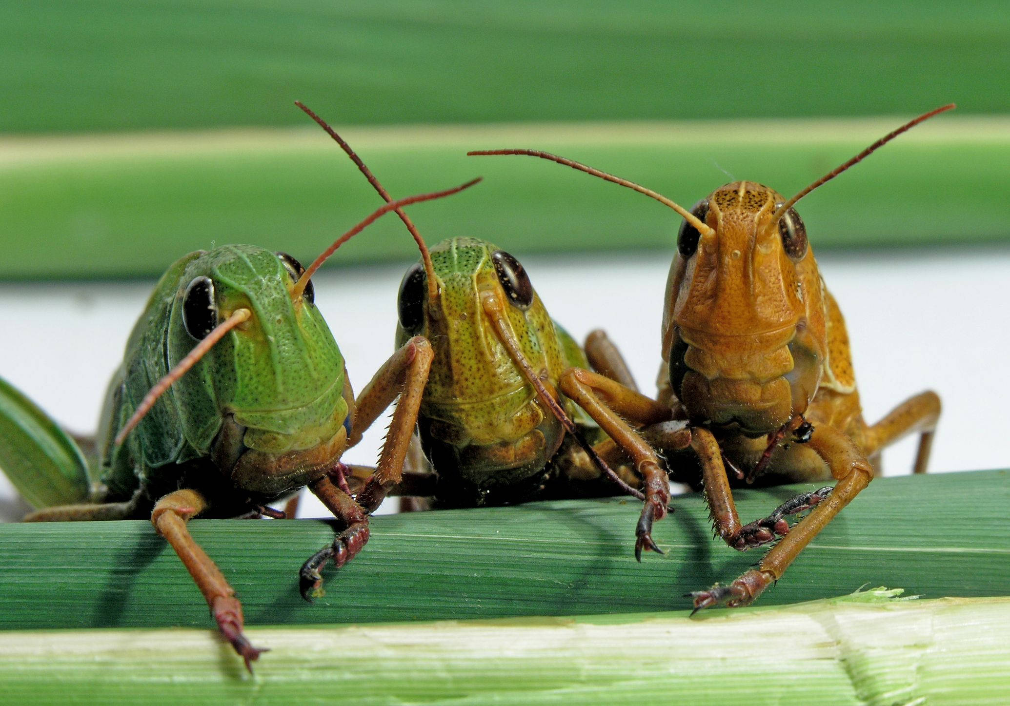 three cute grasshoppers, green and brown hues, vibrant green leaf blade, Full HD Desktop Wallpaper