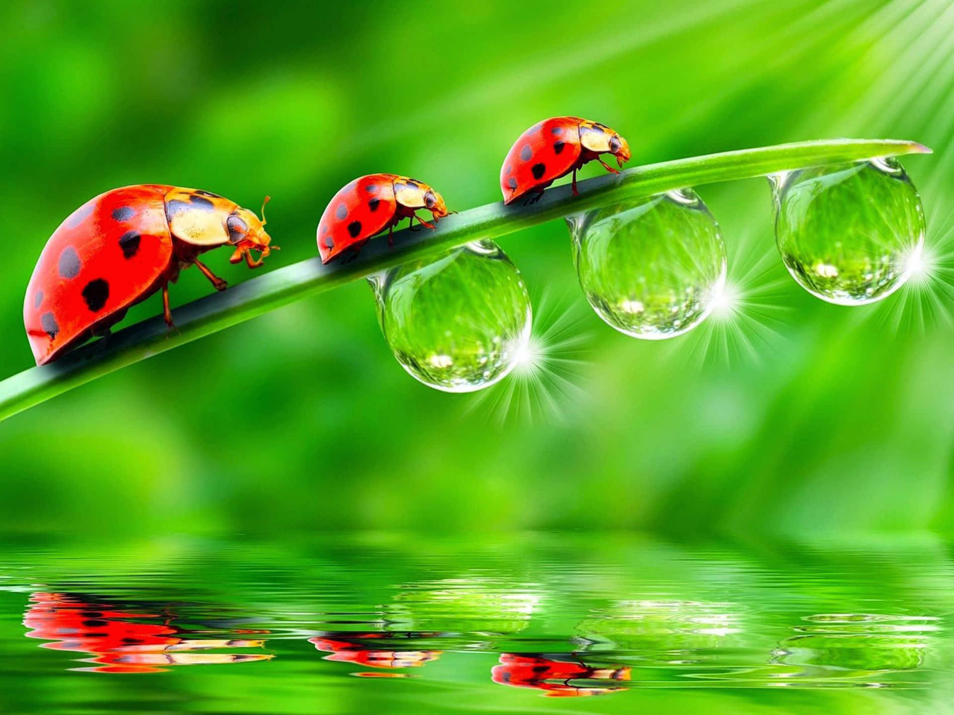 ladybugs, dew-drenched blade of grass, reflective pond, Full HD Desktop Wallpaper