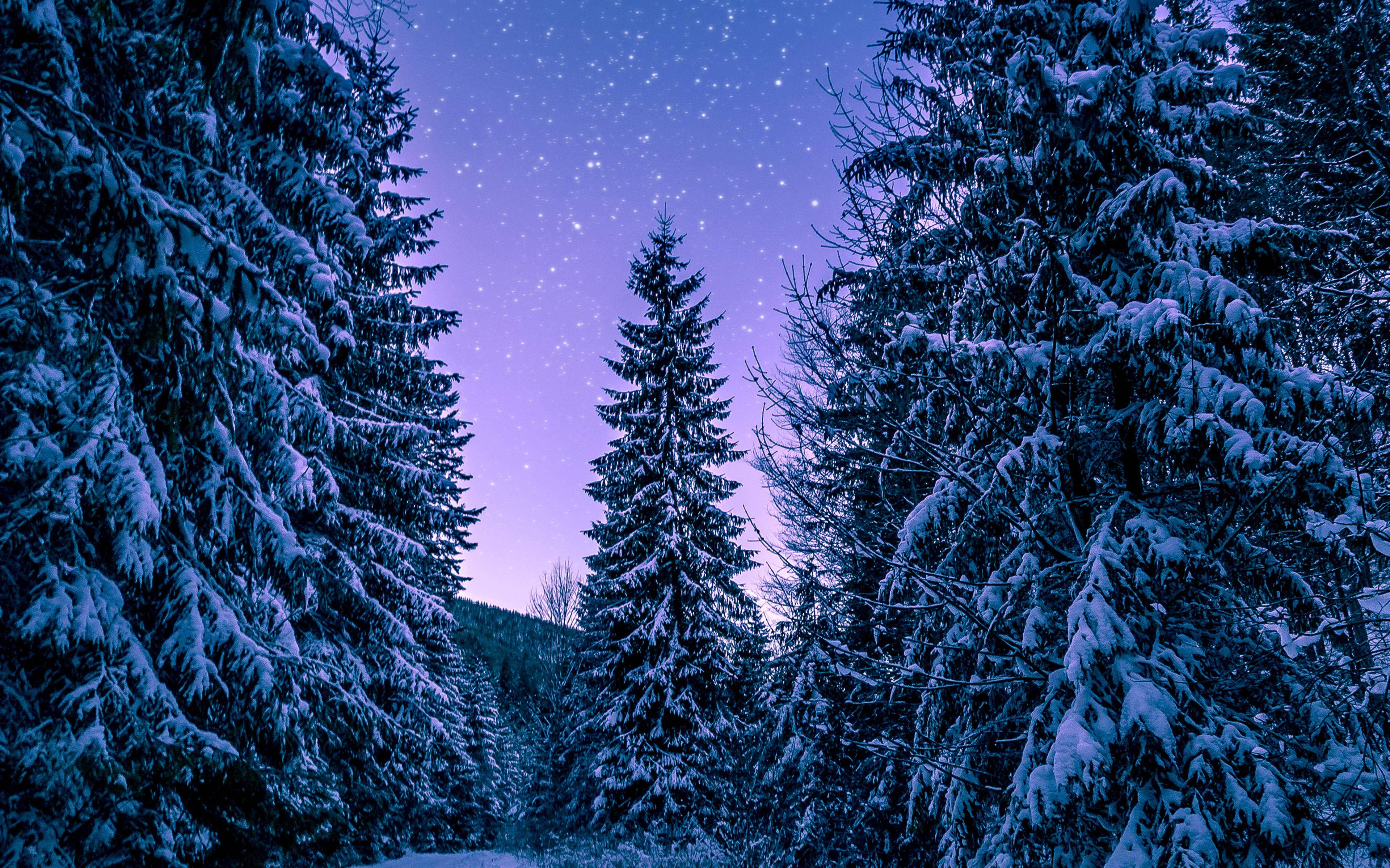 4K iPad, pine trees, starry purple twilight sky, 4K Desktop Wallpaper