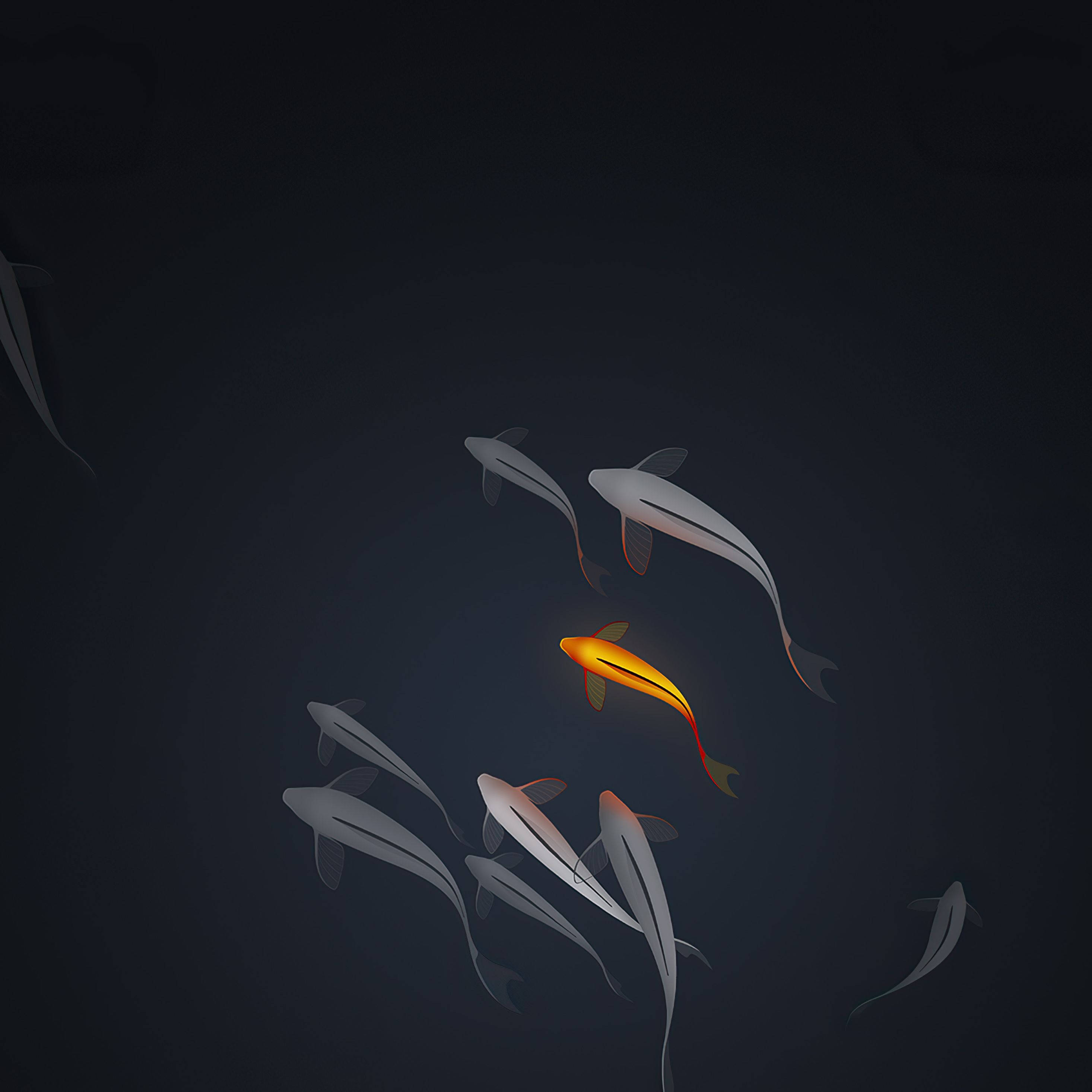 4K iPad, koi fish, glowing orange fish, 2K Desktop Wallpaper