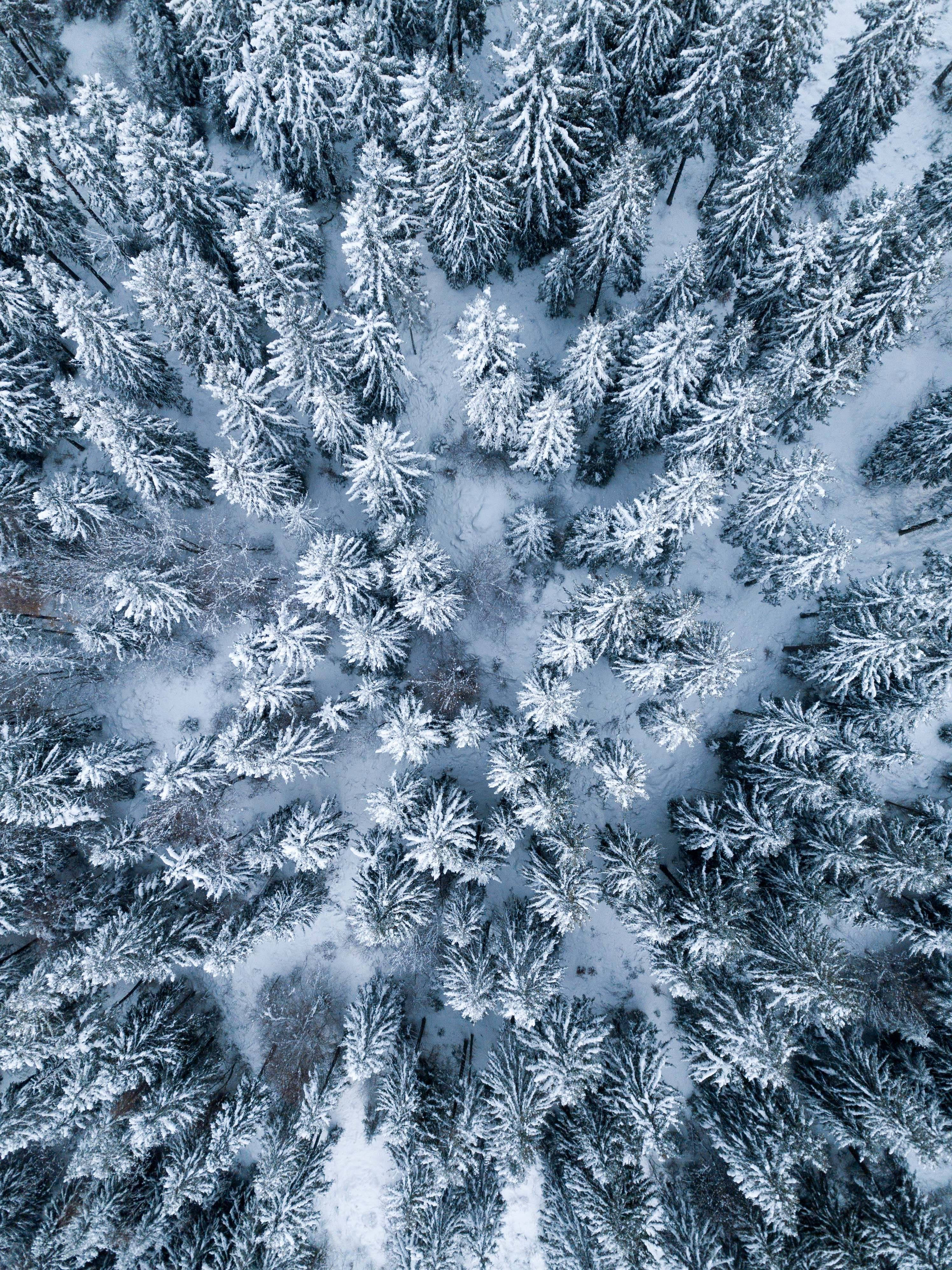 4K iPad, winter season, snow-covered pine trees, 4K Phone Wallpaper