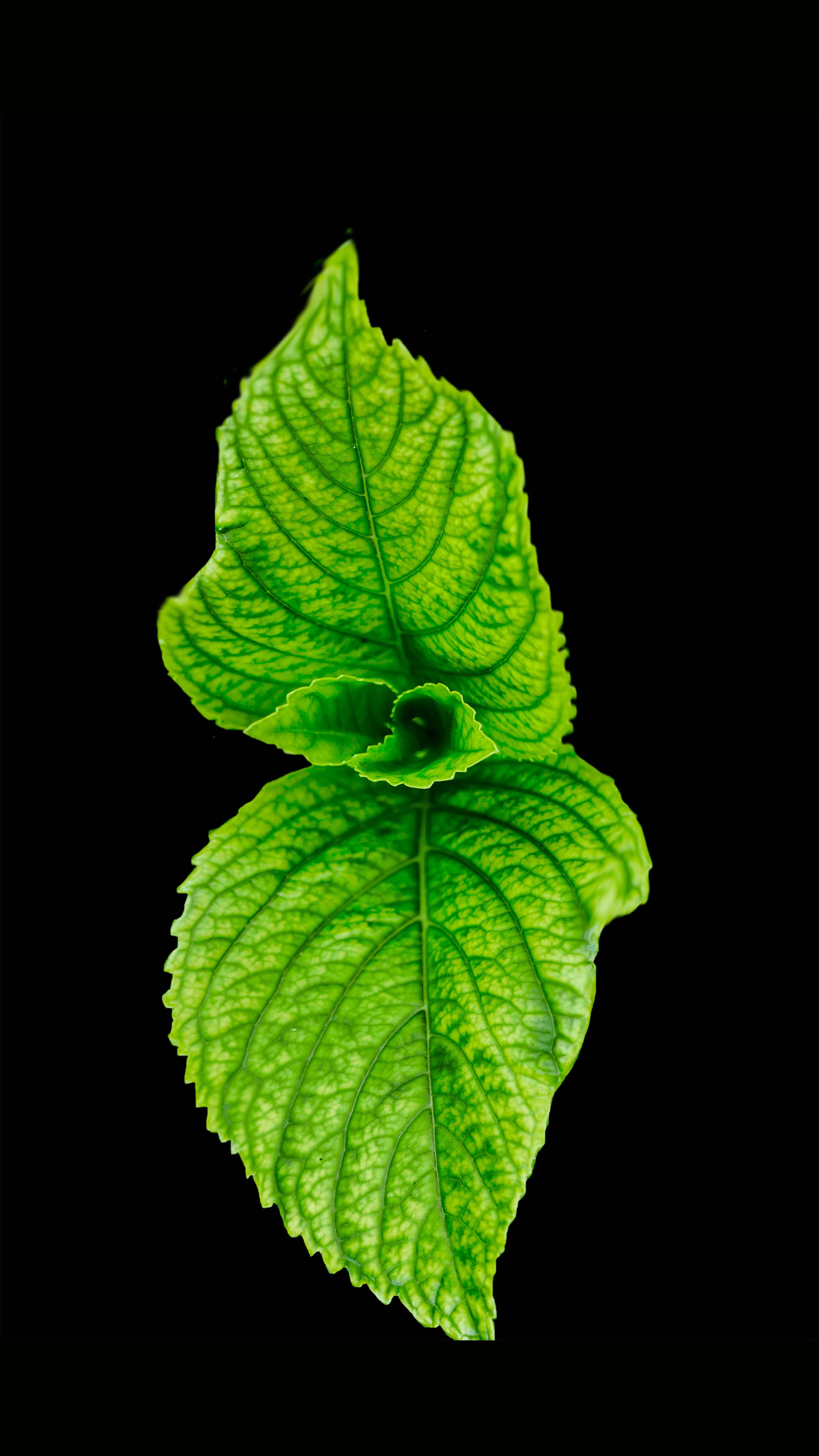 4K iPhone 6 Plus, mint, vibrant green leaves, 4K Phone Wallpaper