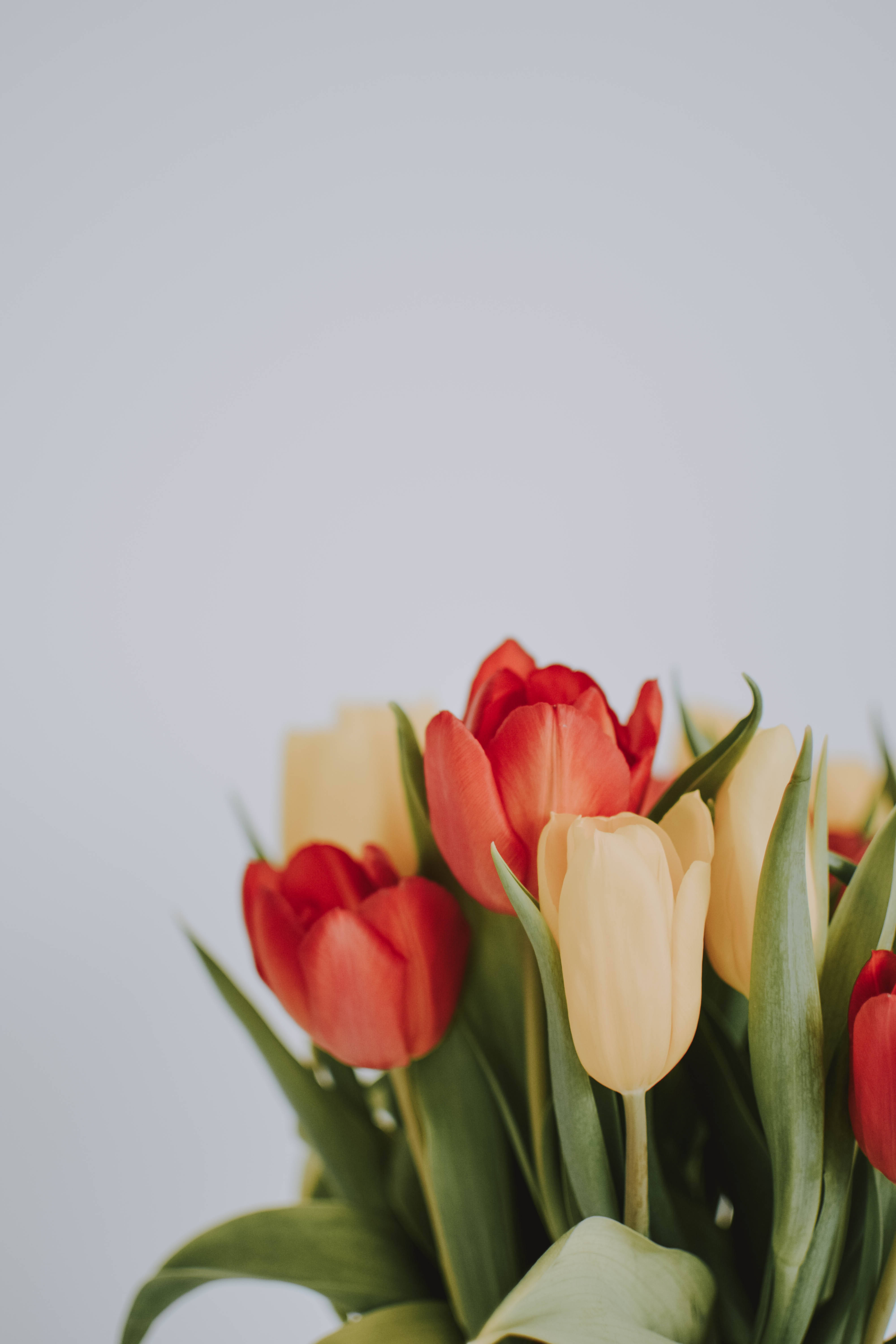 tulips, red, cream, 5K Phone Wallpaper