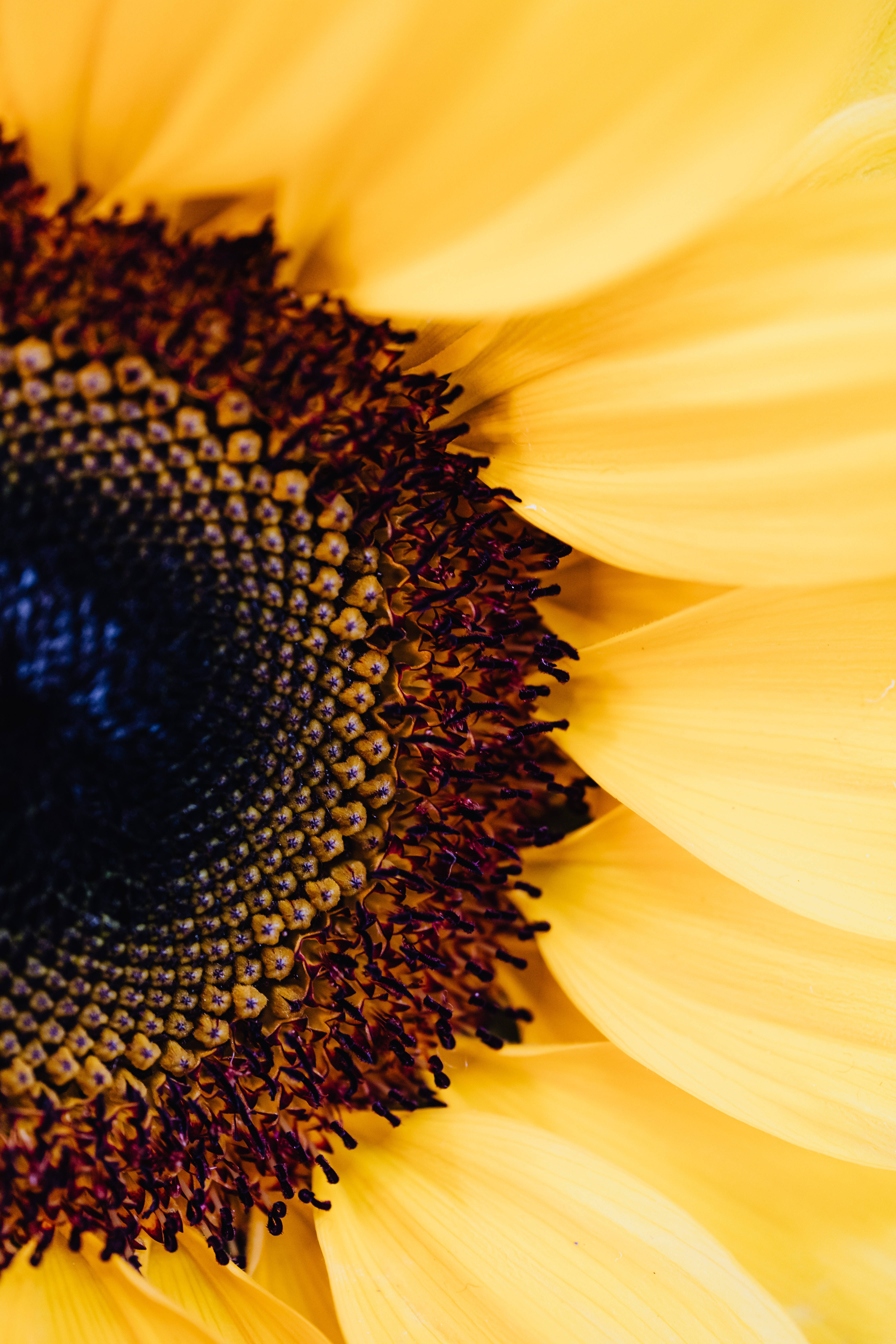 4K iPhone 6 Plus, sunflower, vibrant yellow petals, 5K Phone Wallpaper