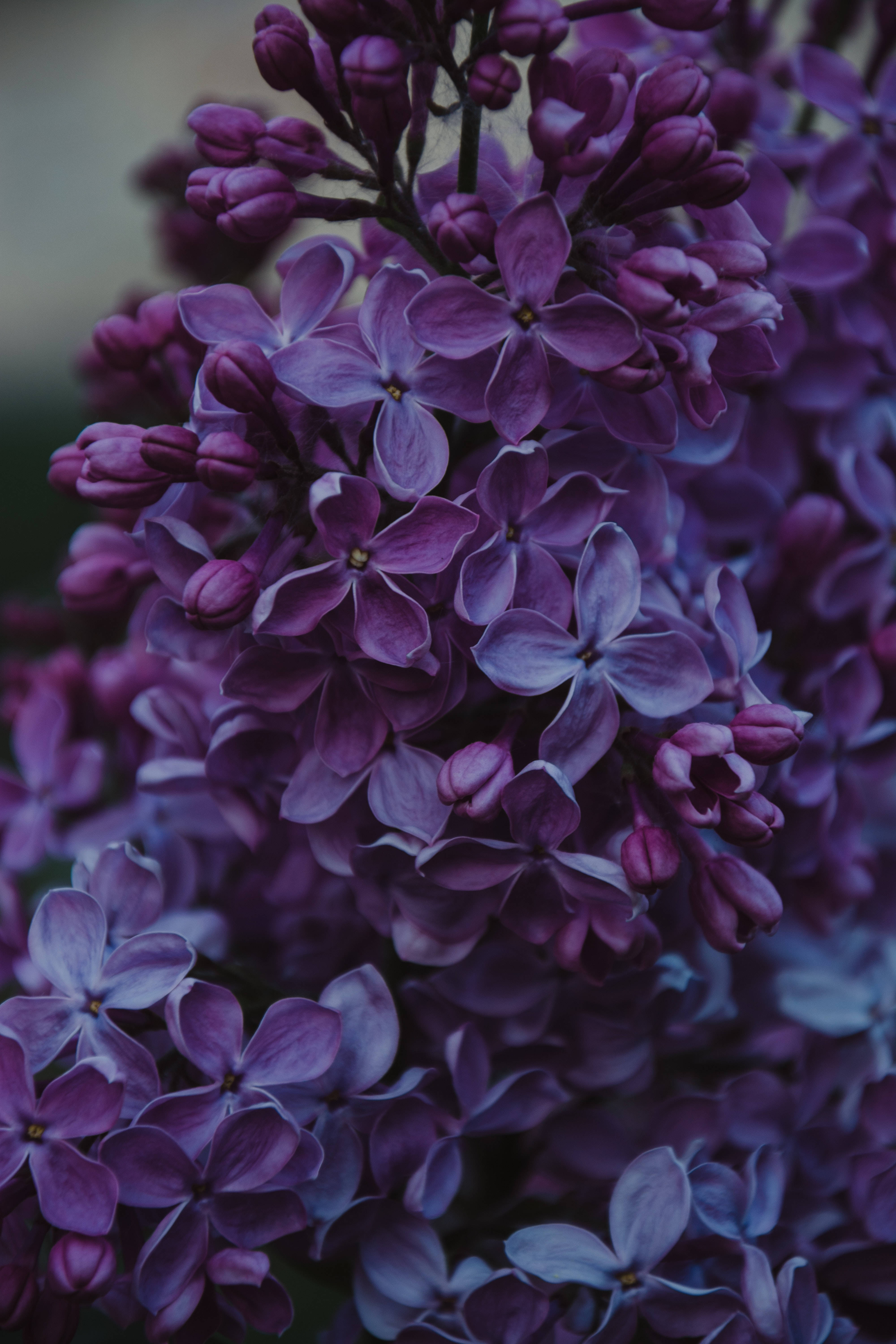 4K iPhone 6 Plus, lilac flowers, purple lilac blossoms, 5K Phone Wallpaper