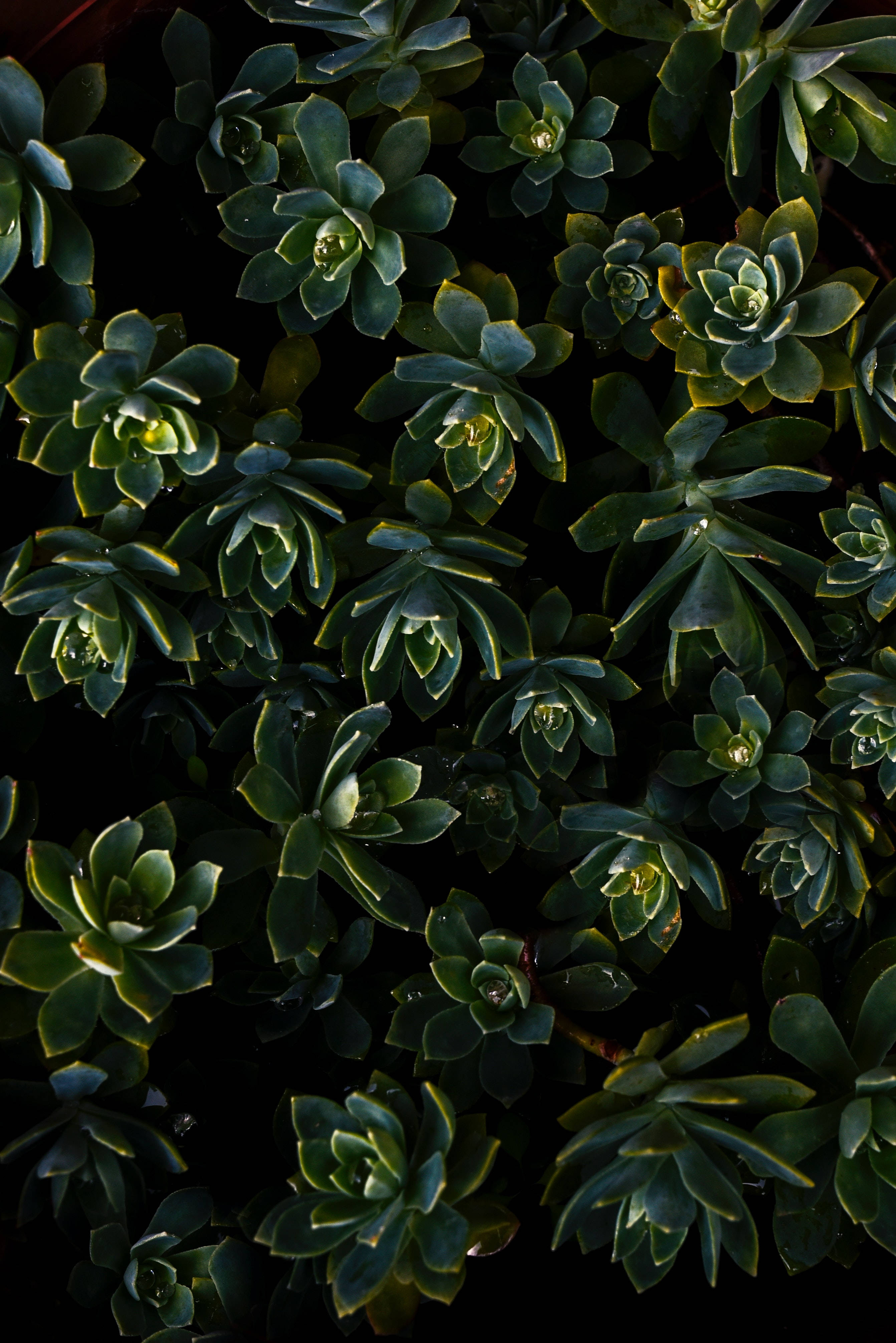 4K iPhone 6 Plus, succulents, dewdrops, 4K Phone Wallpaper