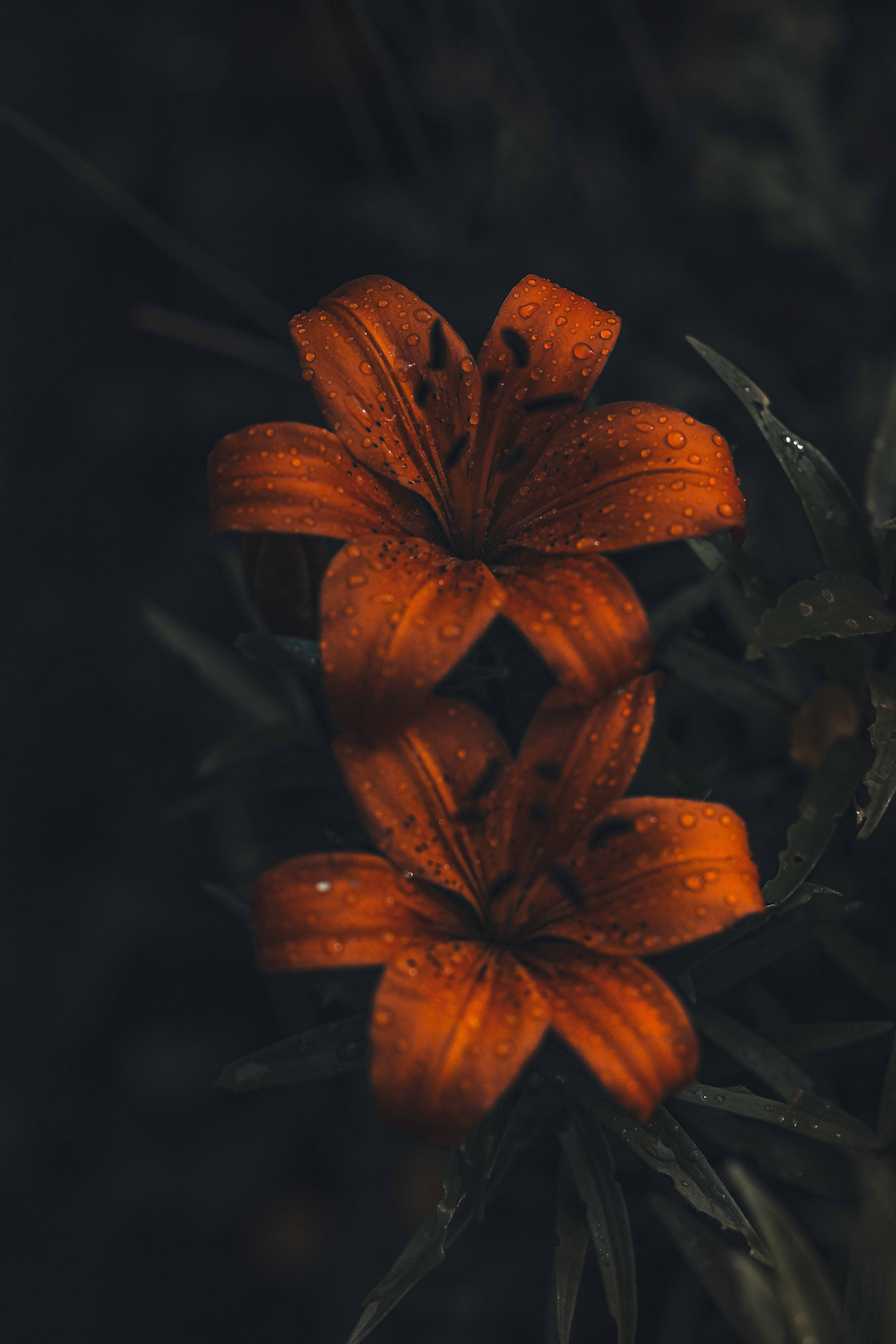 iPhone 6 Plus, 4K, orange lilies, 5K Phone Wallpaper