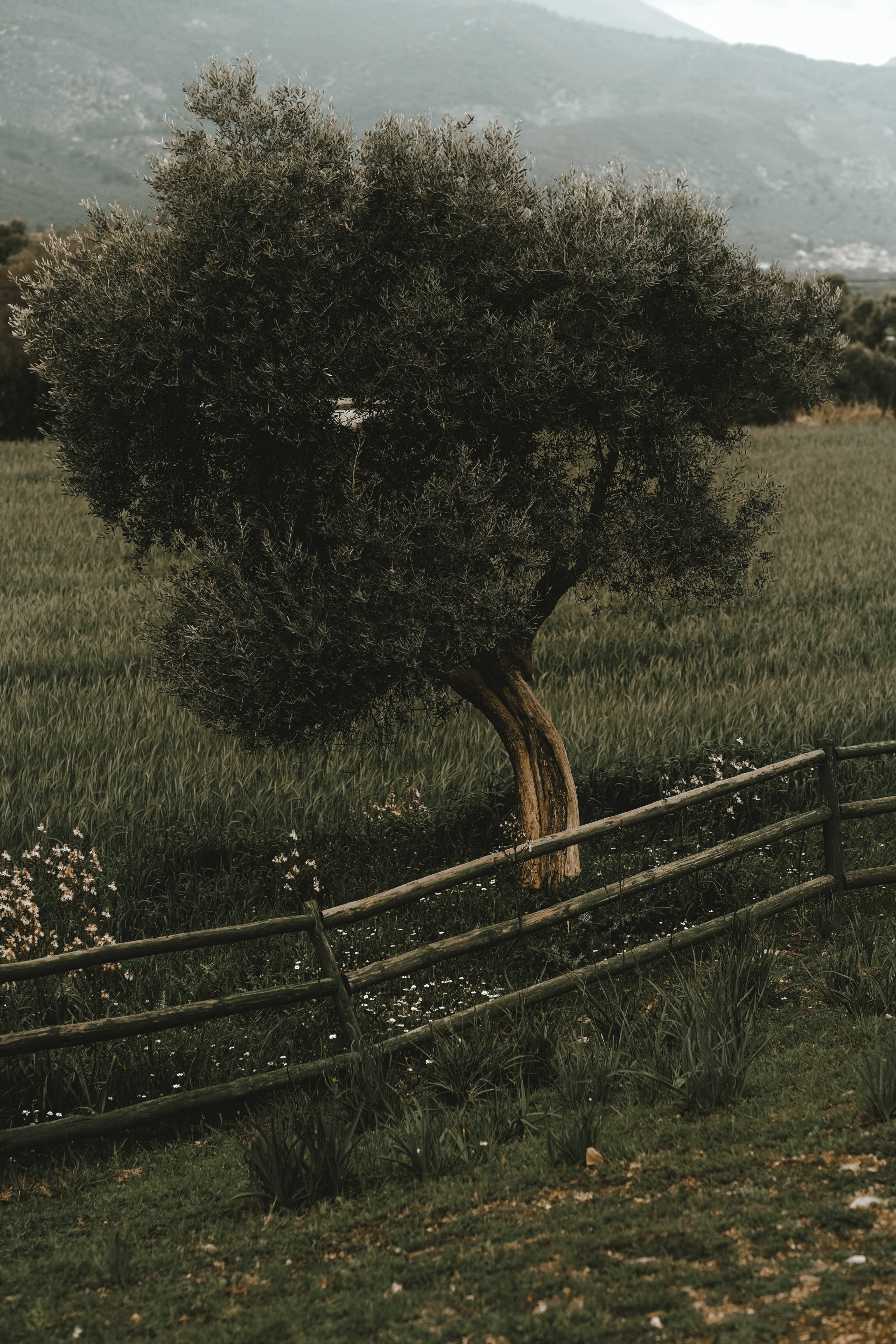 iPhone 6 Plus, olive tree, rustic wooden fence, 4K Phone Wallpaper