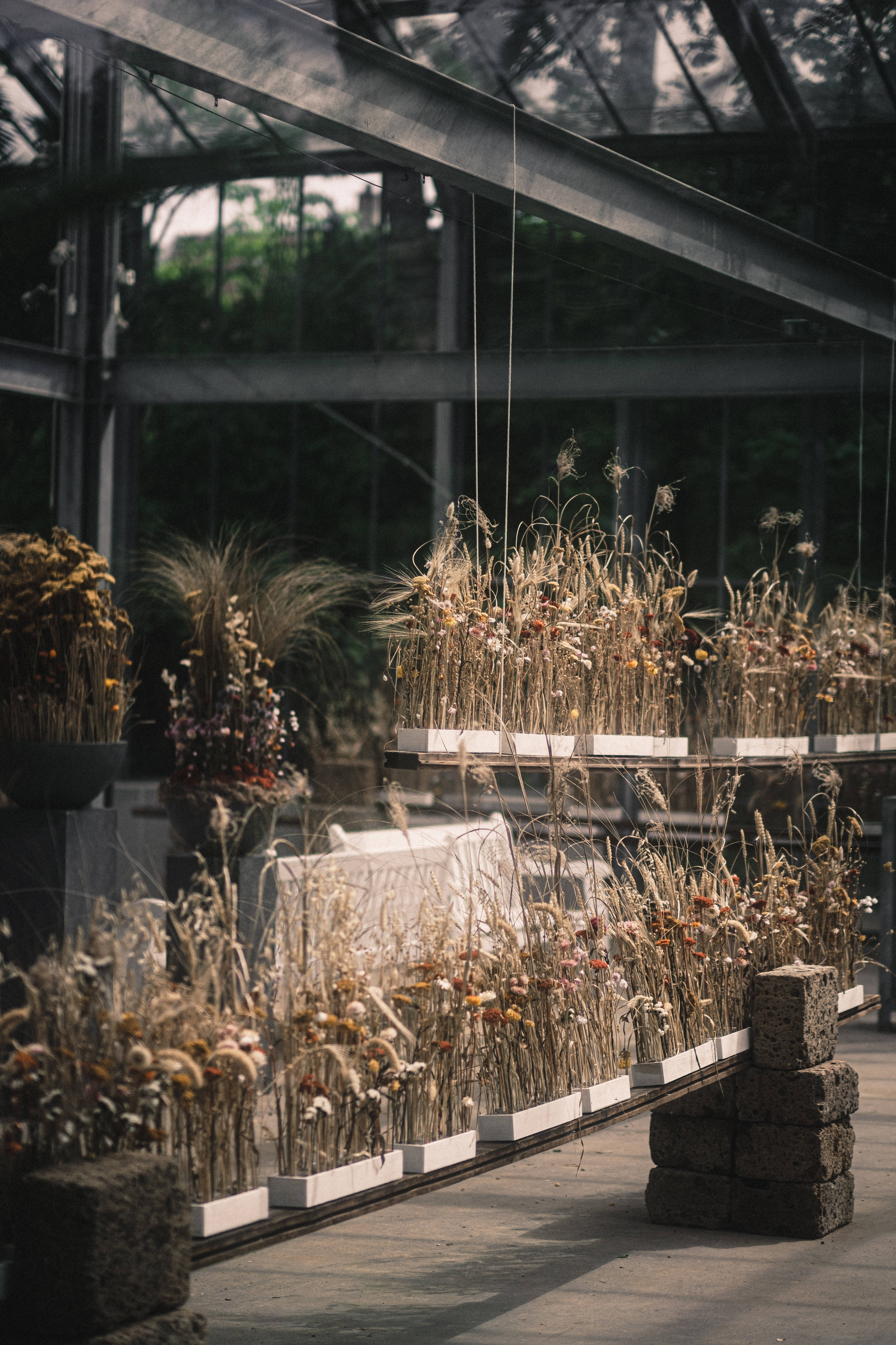 4K iPhone 6 Plus, beige plants, glass greenhouse, 5K Phone Wallpaper