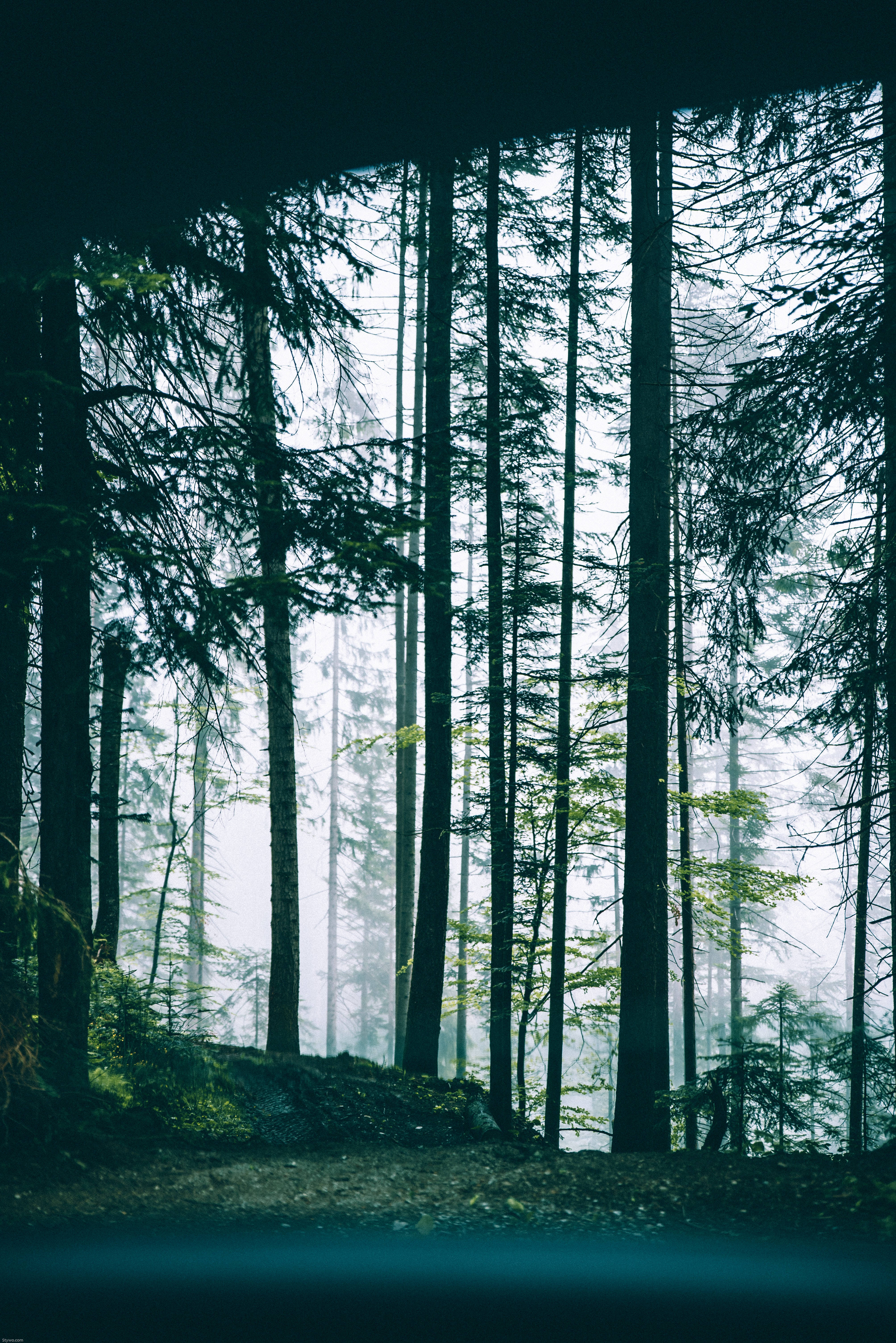 Misty Forest, 4K, iPhone 6 Plus, 5K Phone Wallpaper