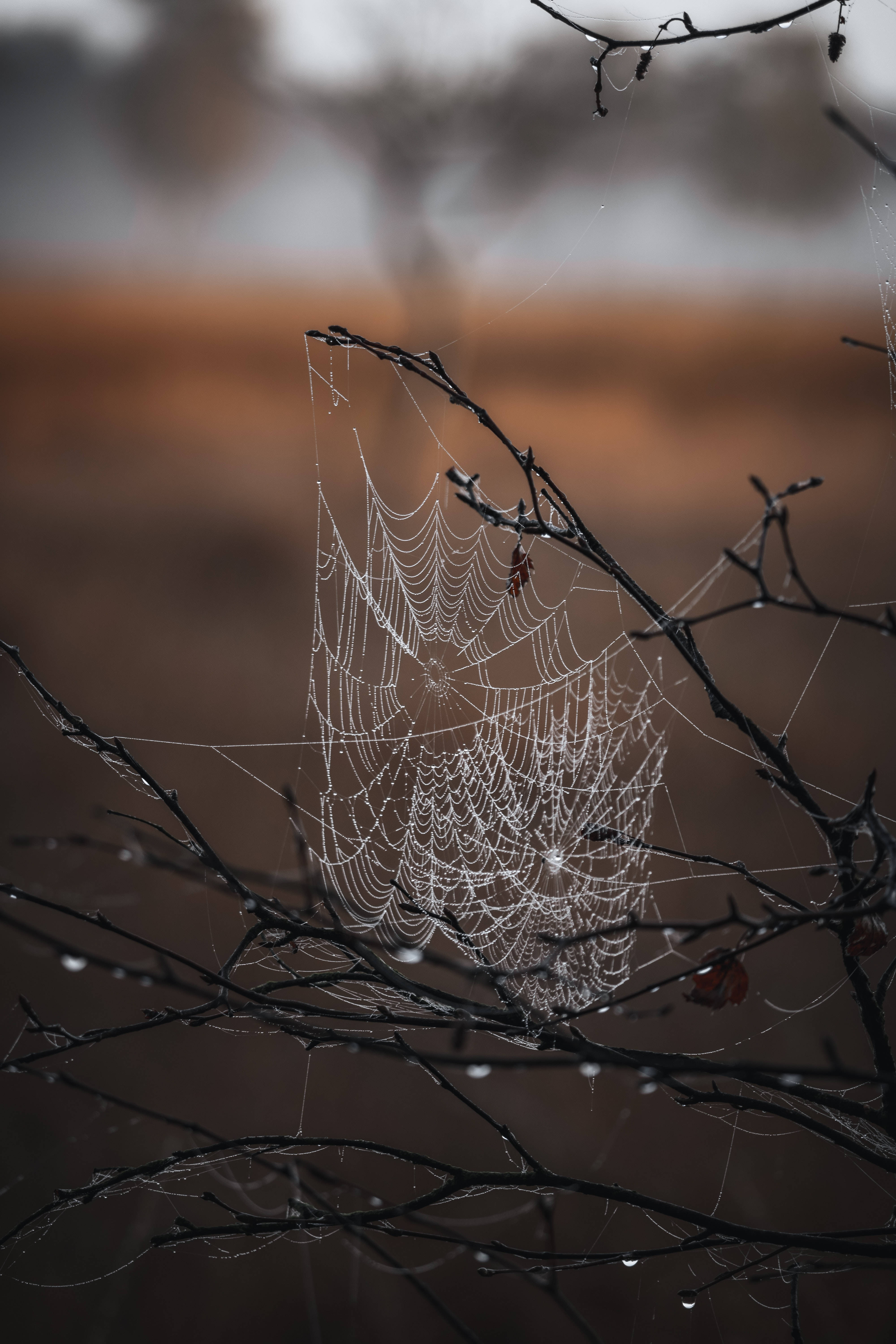 Cobwebs, 4K, iPhone 6 Plus, 5K Phone Wallpaper