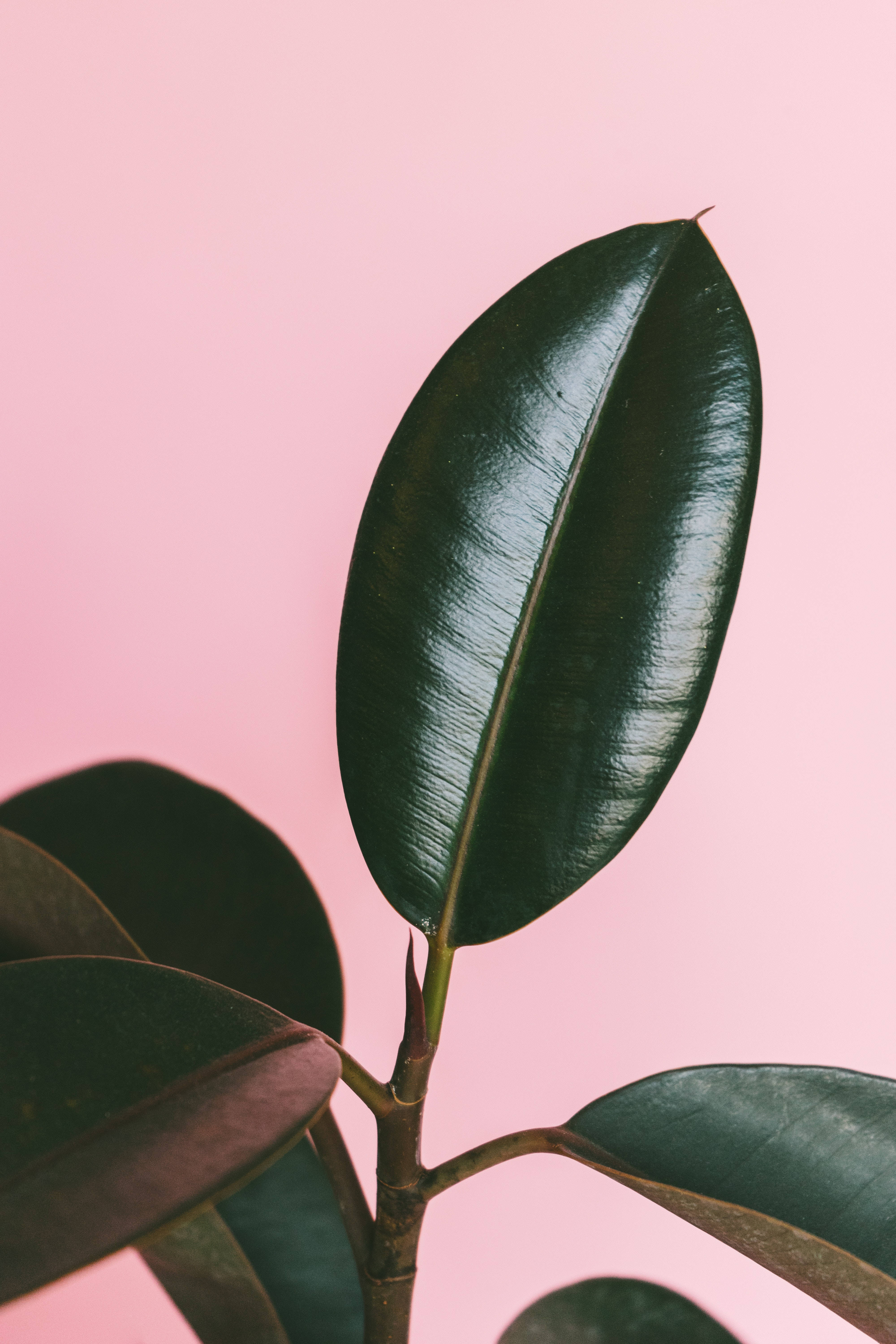 4K iPhone, glossy, rubber tree leaf, 5K Phone Wallpaper