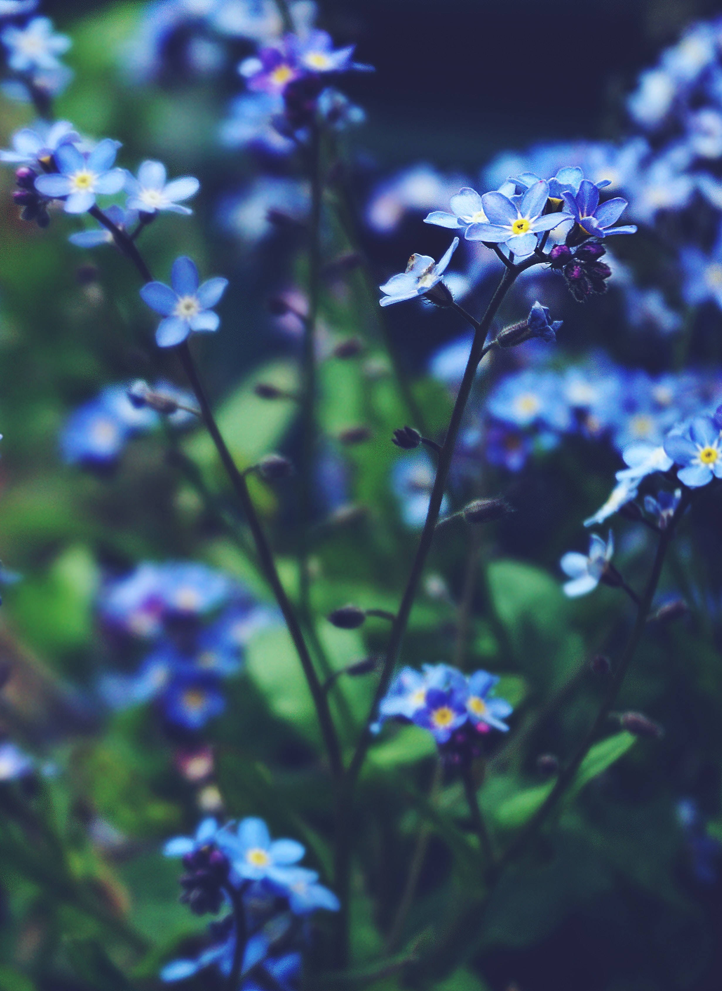 4K iPhone, purple flowers, blue forget-me-nots, 2K Phone Wallpaper