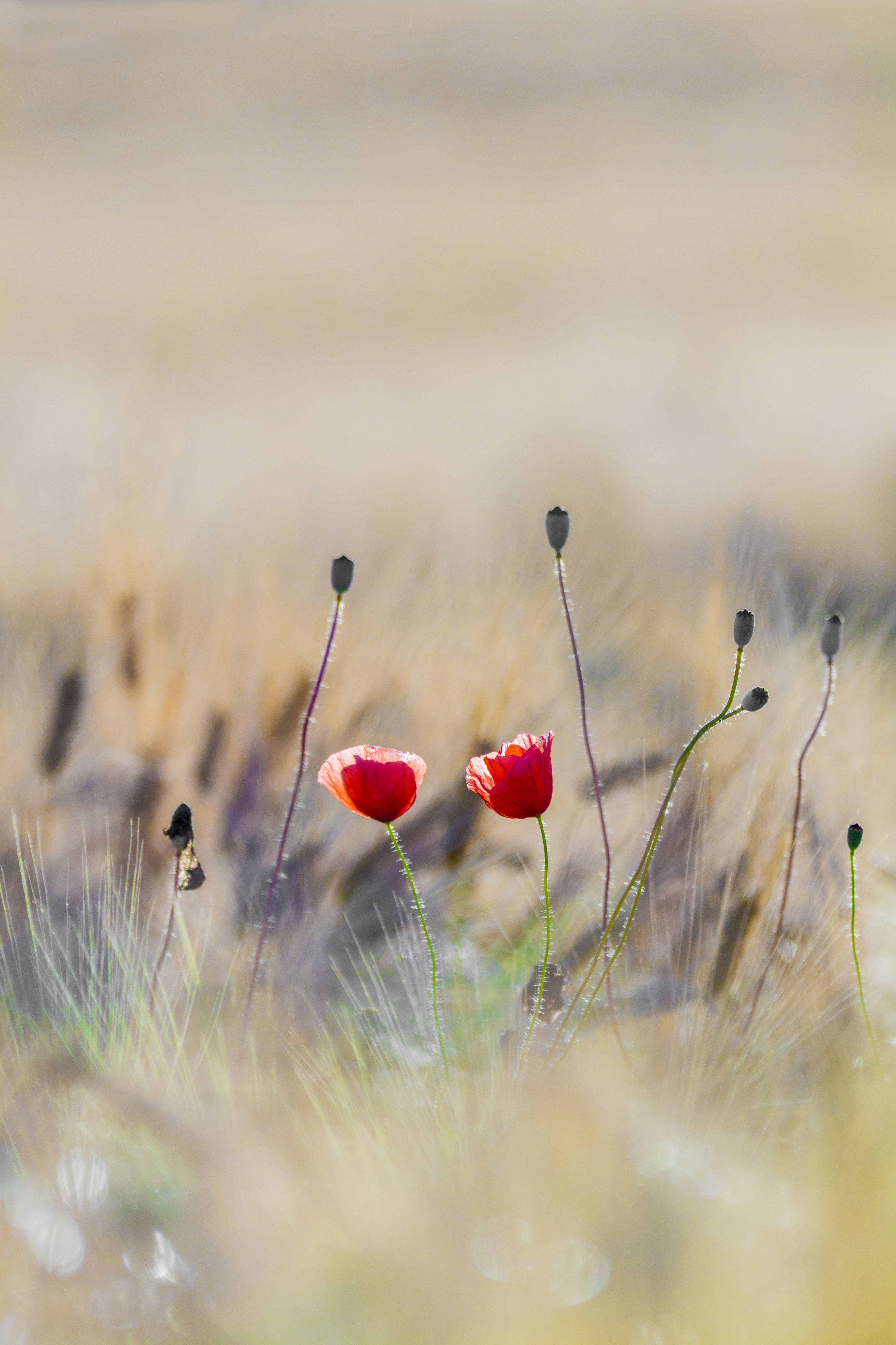 4K iPhone, wild poppy flowers, vibrant red poppies, 5K Phone Wallpaper