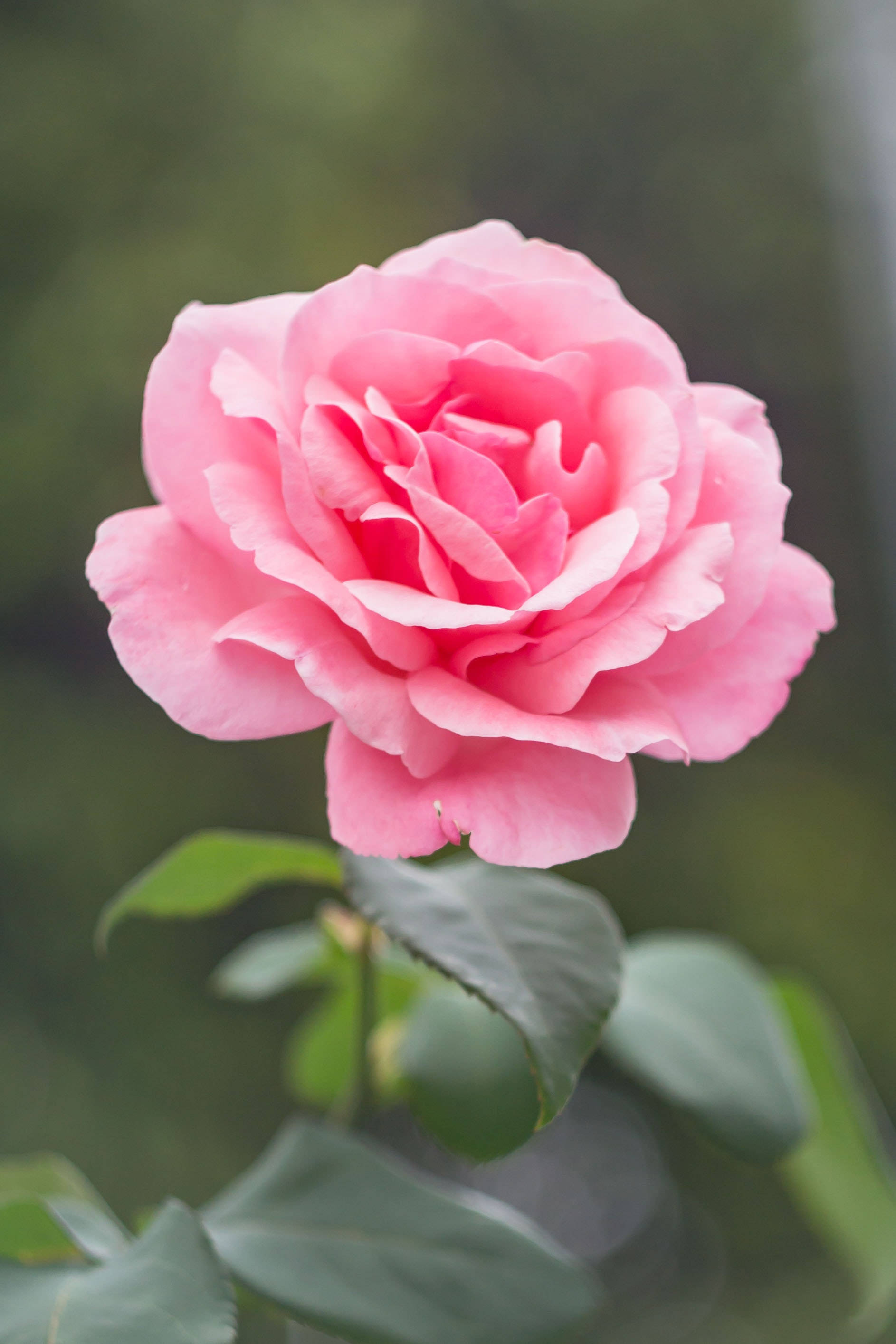 4K iPhone, pink rose, soft layered petals, 2K Phone Wallpaper