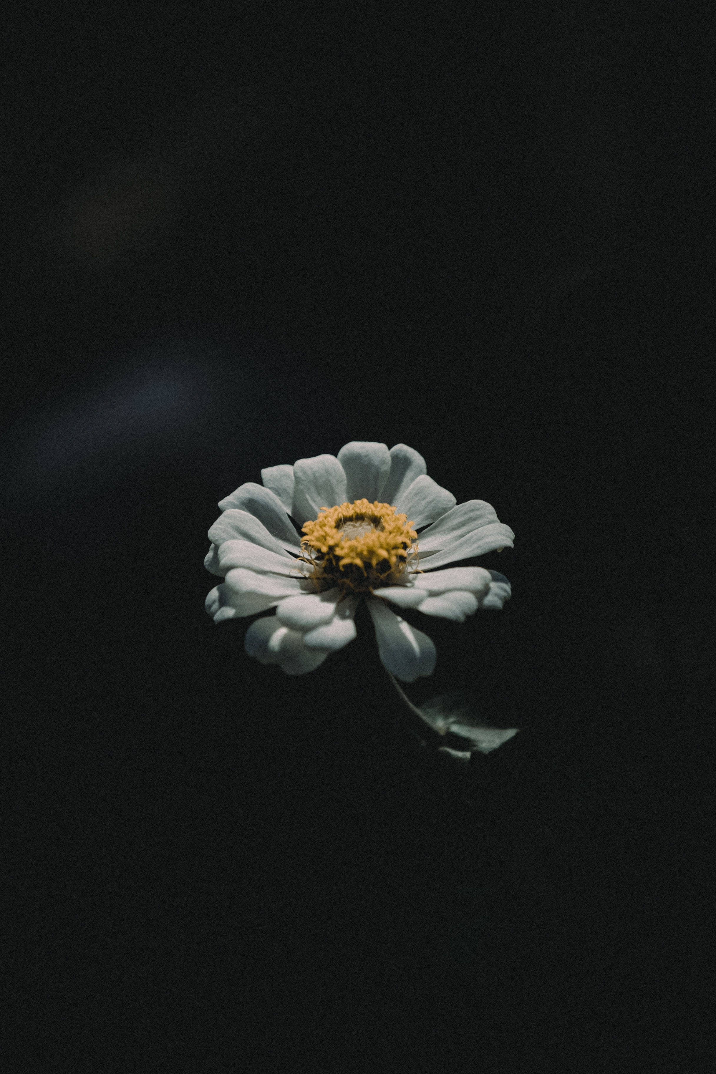 4K iPhone, white zinnia, yellow center, 2K Phone Wallpaper
