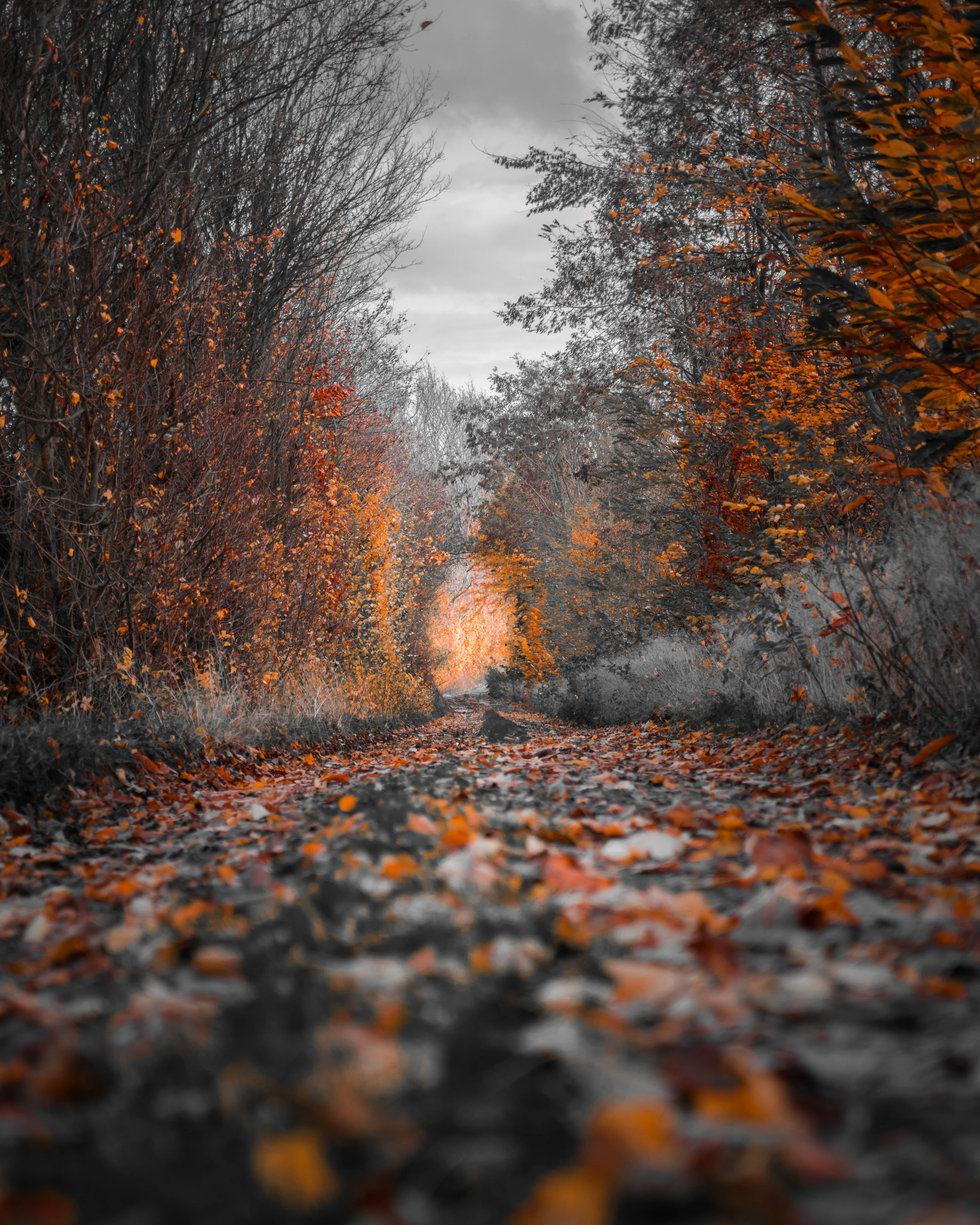 4K iPhone, autumn, gravel road, 4K Phone Wallpaper